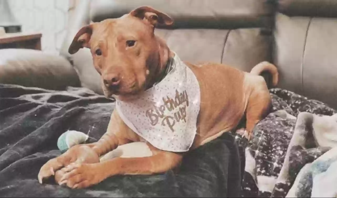 adoptable Dog in Dayton,OH named Ruby Rose