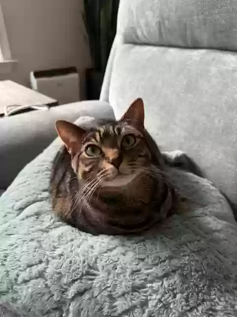 adoptable Cat in Wake Forest,NC named Lumos