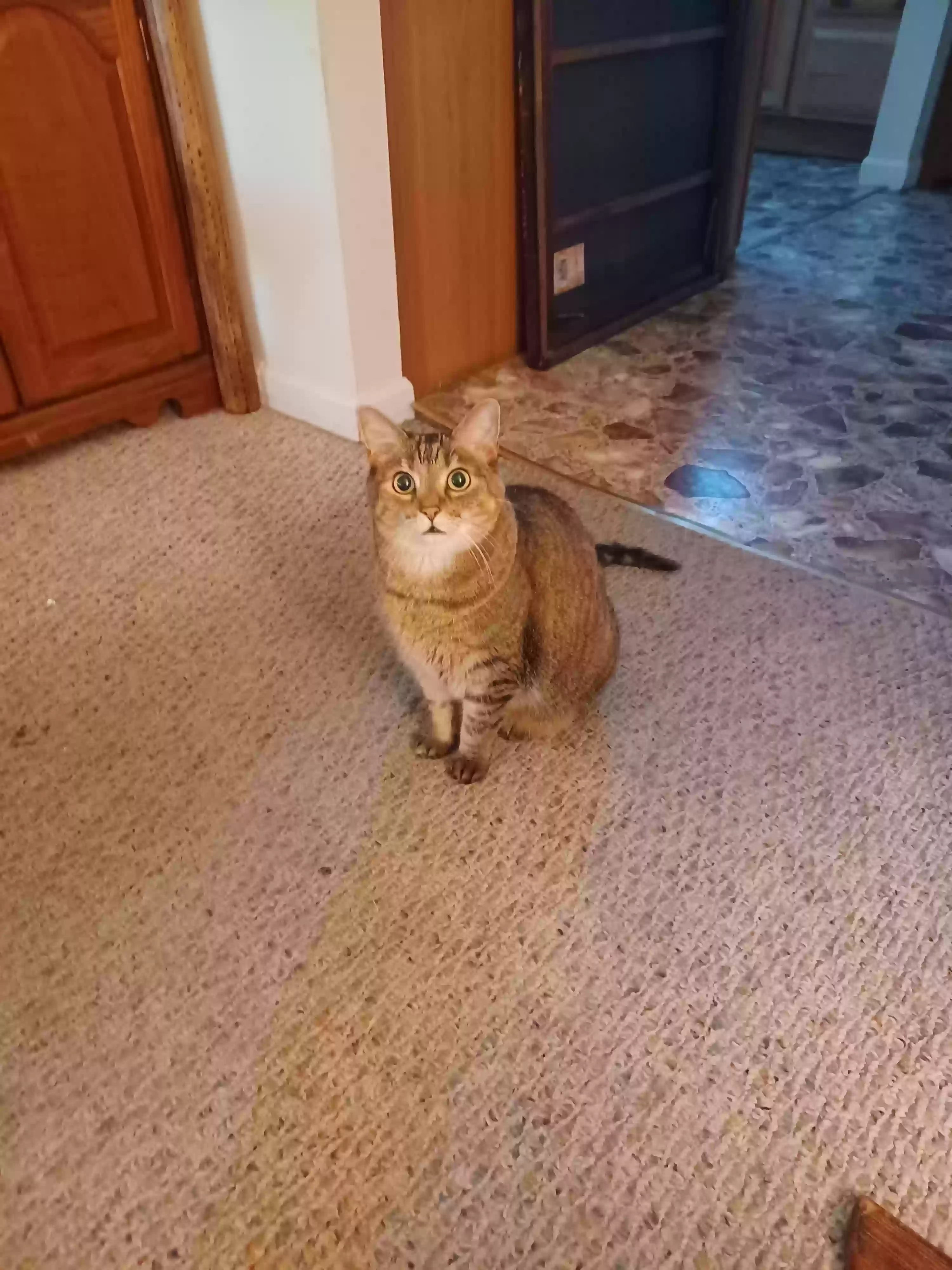 adoptable Cat in Portland,OR named Holly