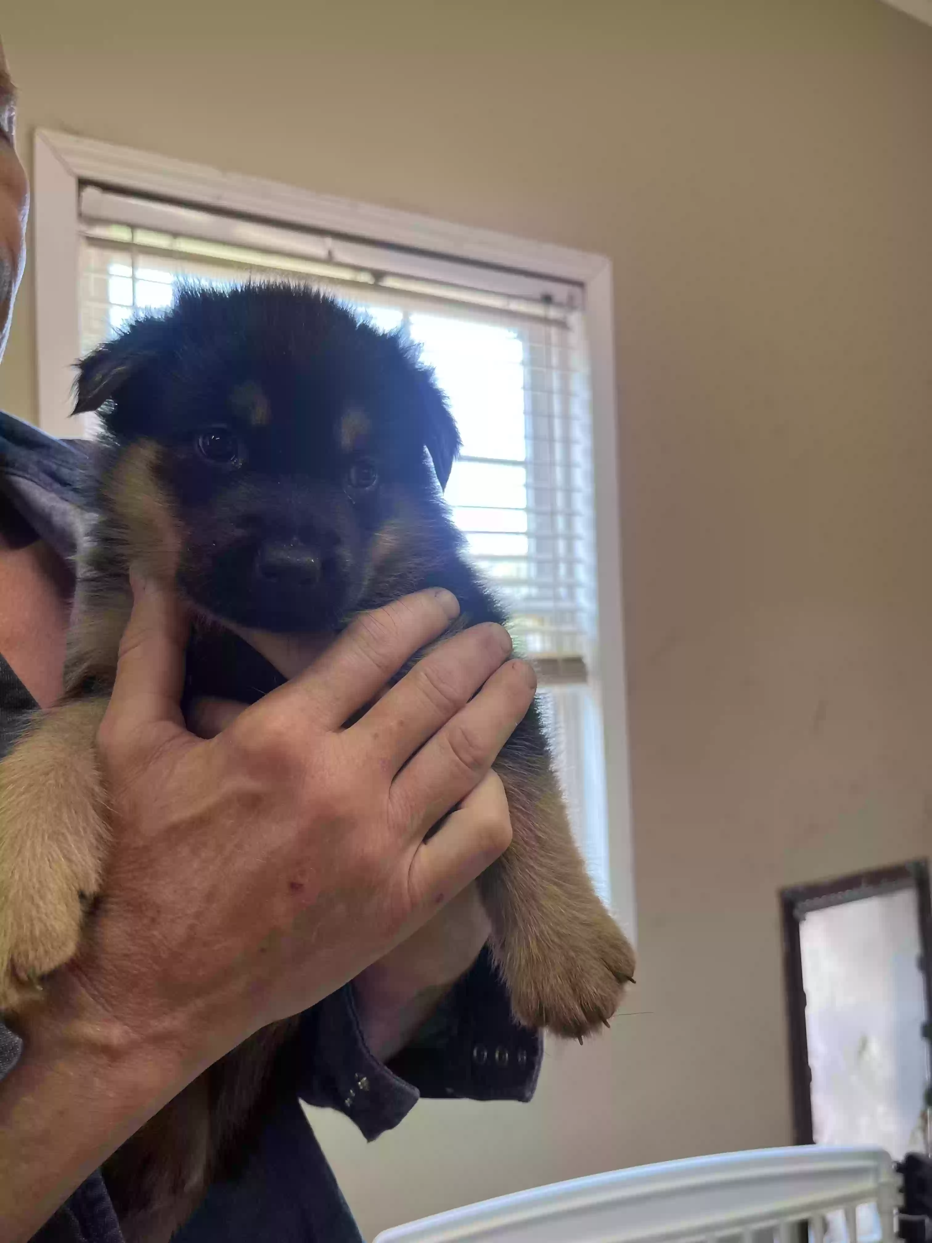 adoptable Dog in Clearwater,KS named Puppies