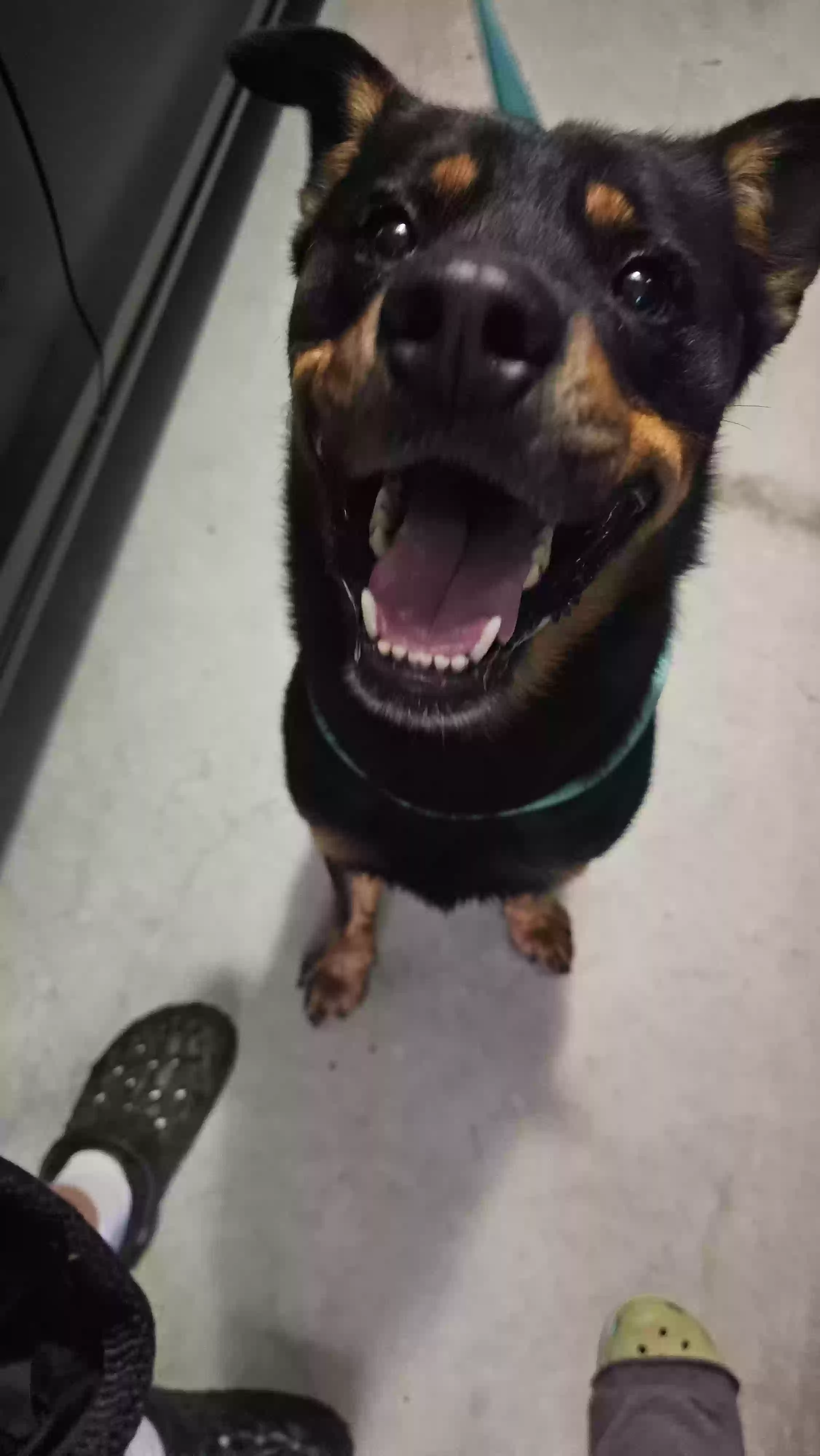 adoptable Dog in Bossier City,LA named Duke