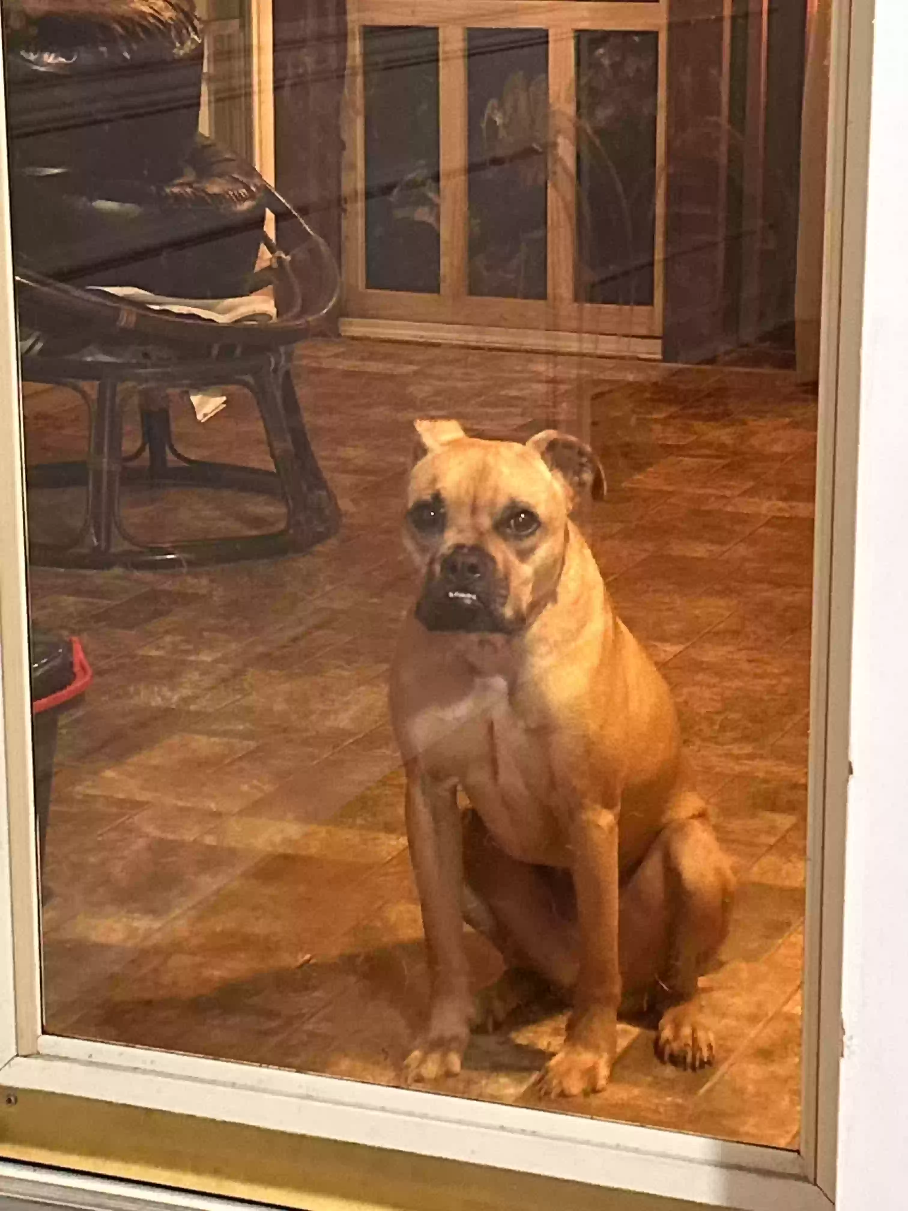 adoptable Dog in Stone Mountain,GA named Biscuit