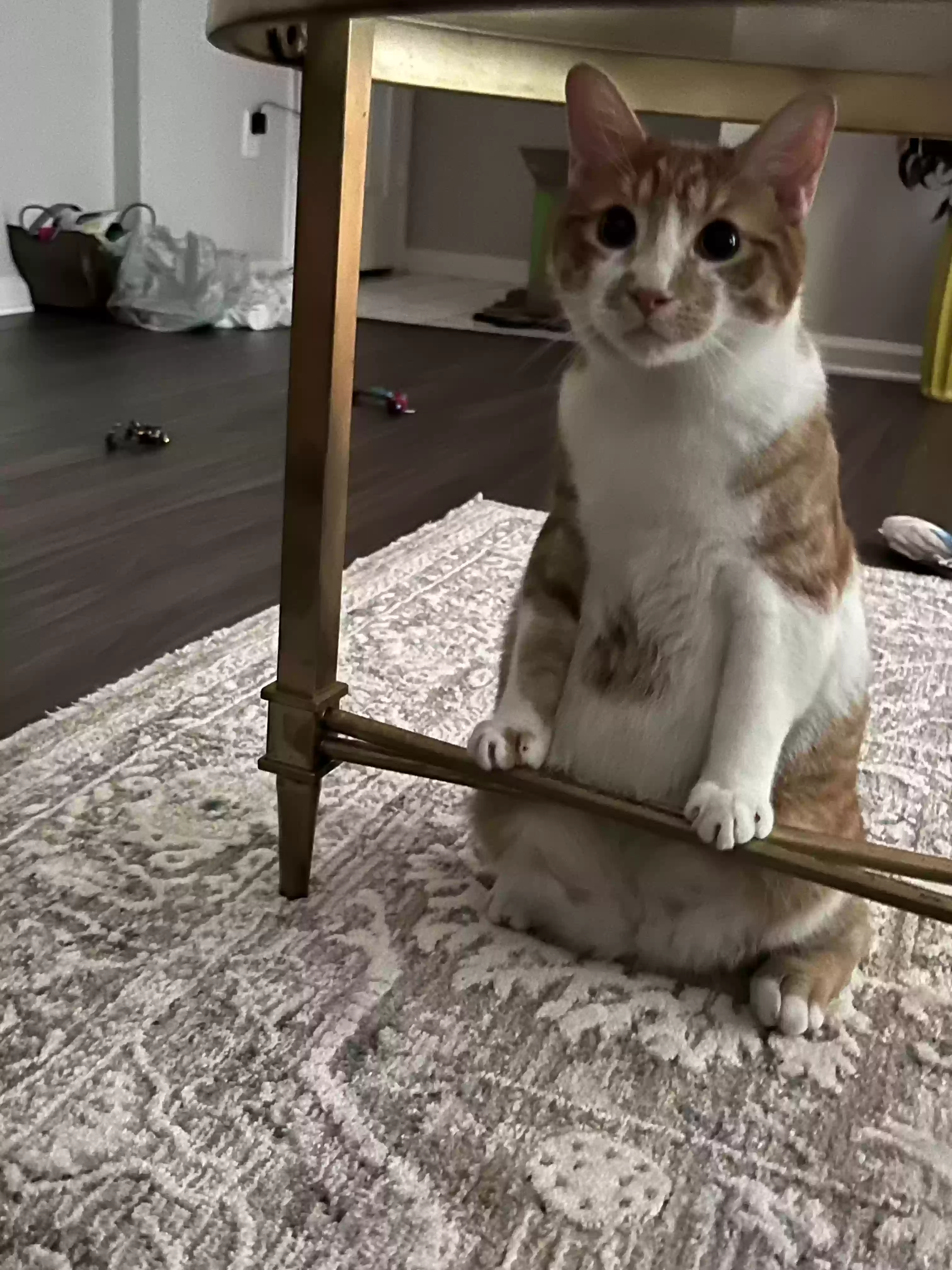 adoptable Cat in Durham,NC named Rudy