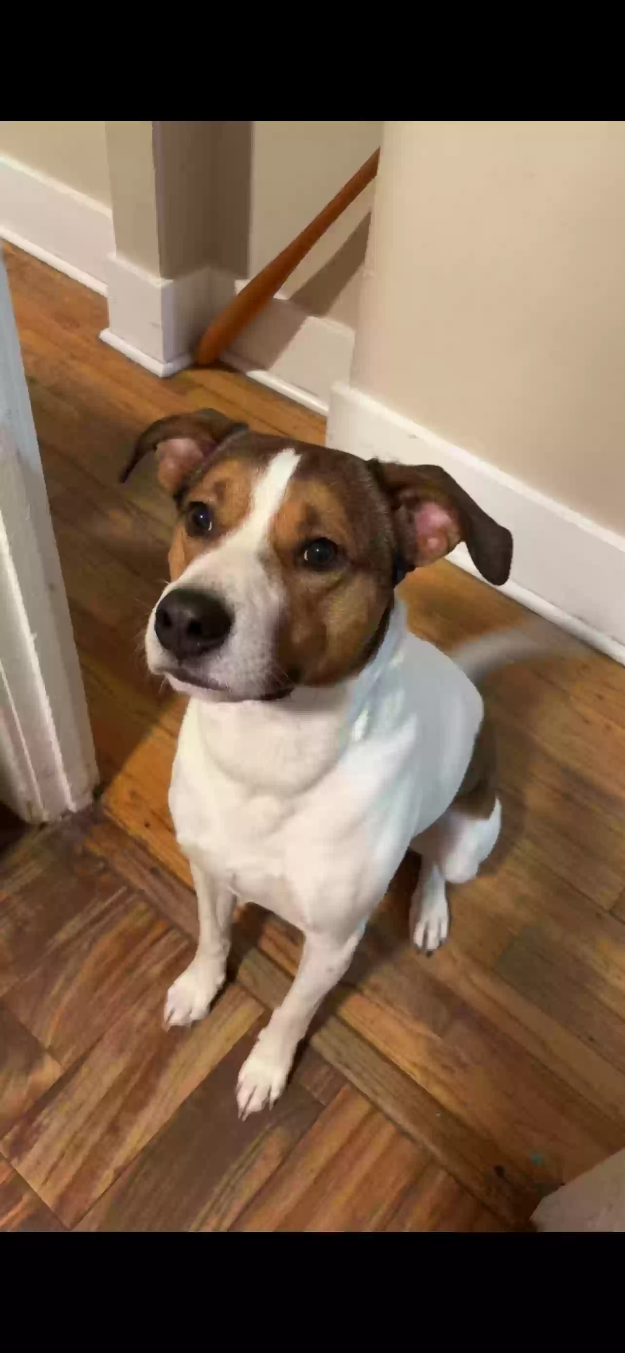 adoptable Dog in Walled Lake,MI named not my dog, helping out a friend