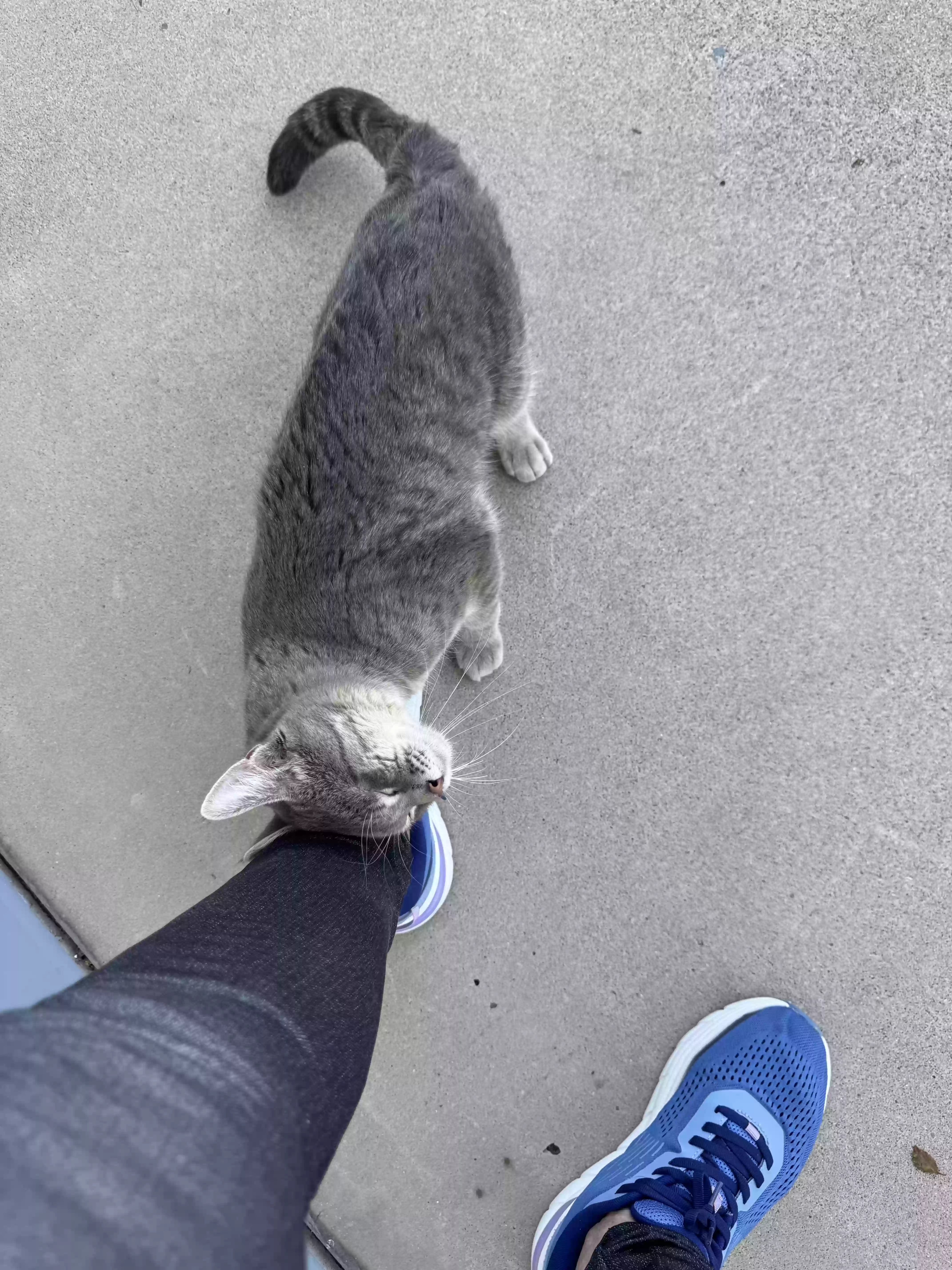 adoptable Cat in Sun City,AZ named