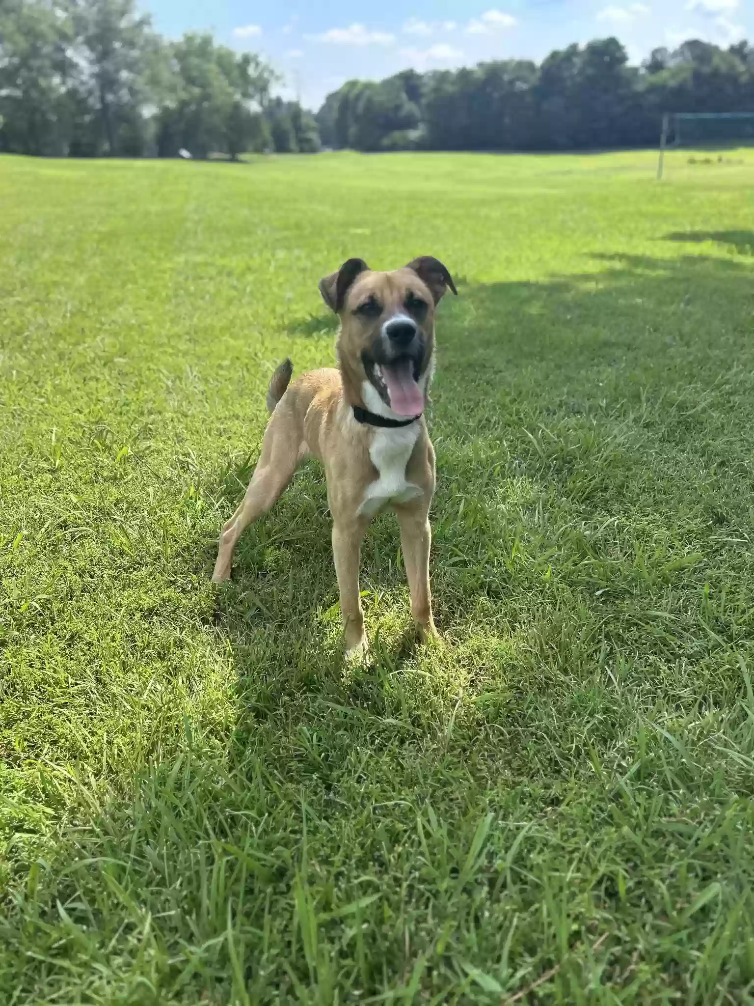adoptable Dog in Holly Springs,NC named Cerberus