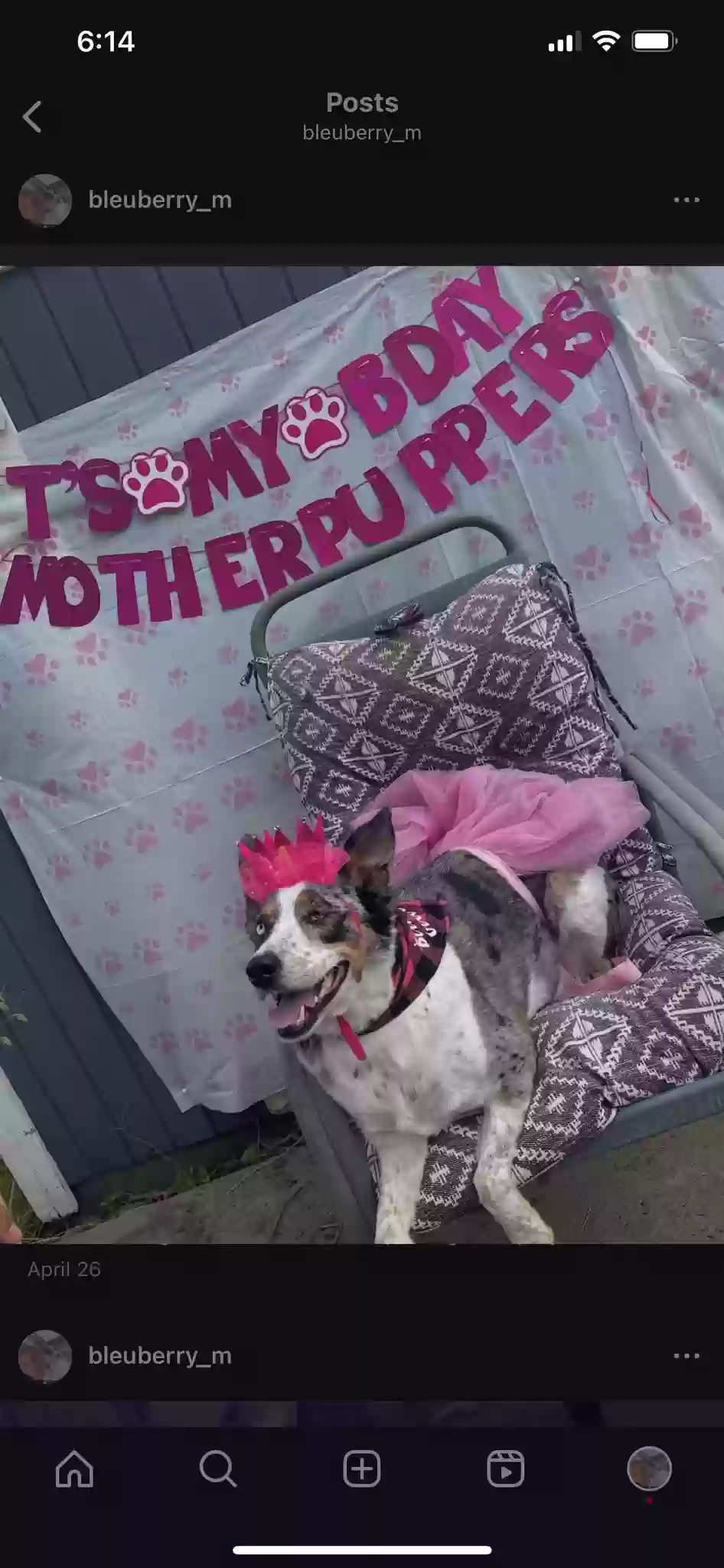 adoptable Dog in Lincoln,NE named BleuBerry