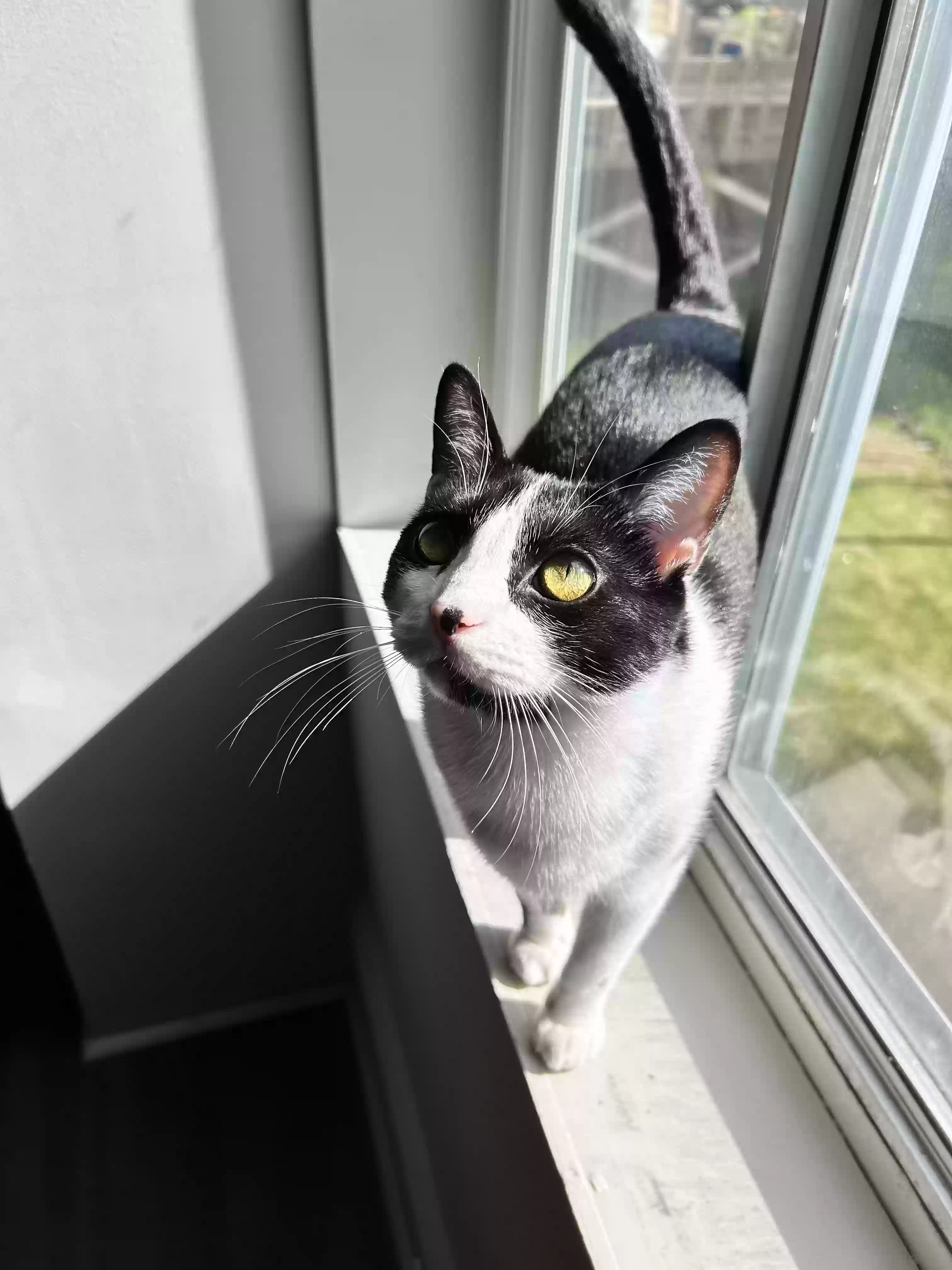 adoptable Cat in Decatur,GA named Sonic