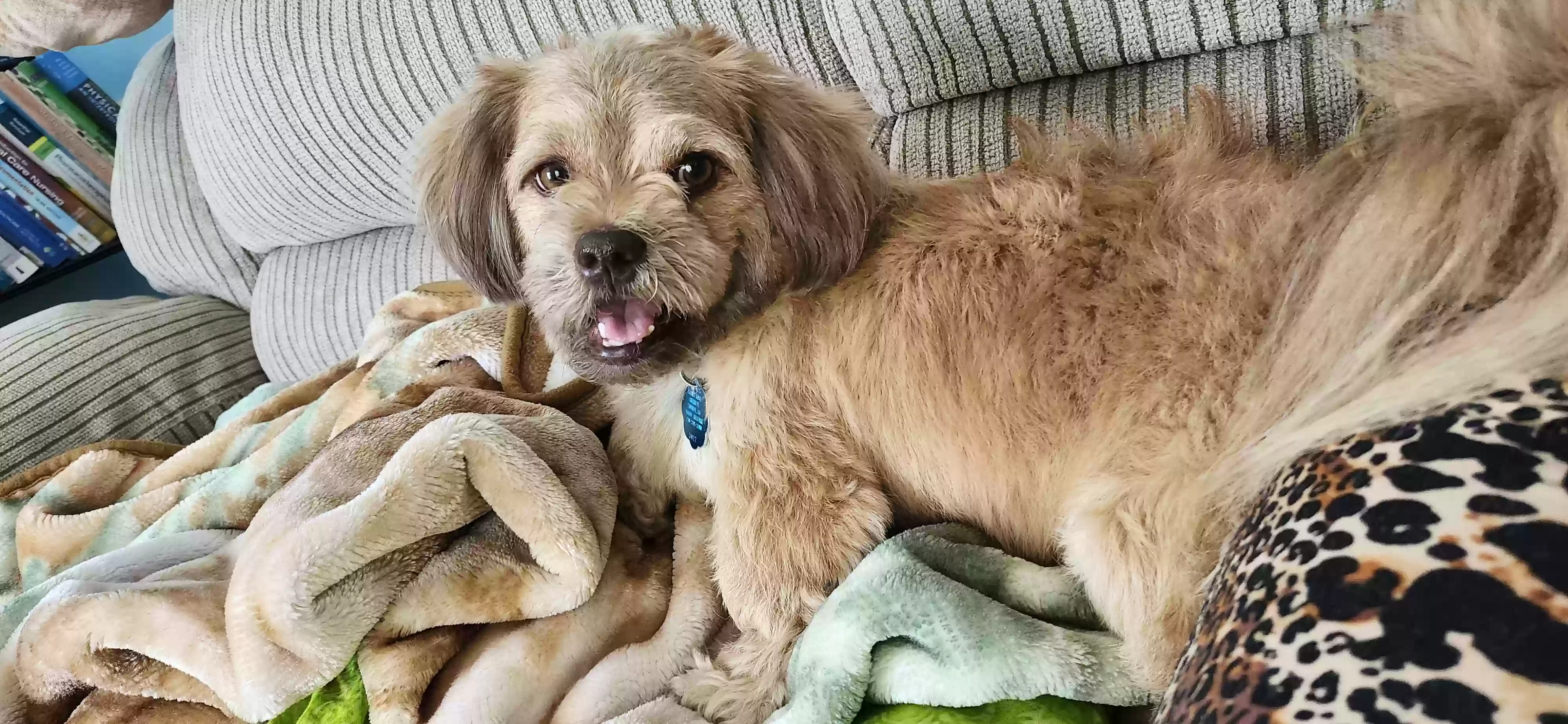 adoptable Dog in Loganville,GA named Shiloh