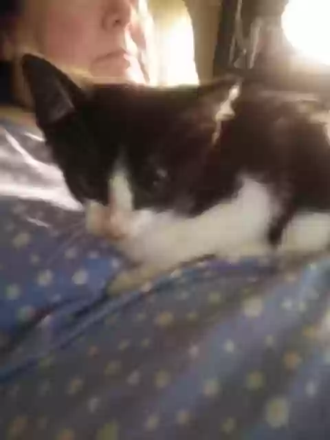 adoptable Cat in Tulsa,OK named Lucky