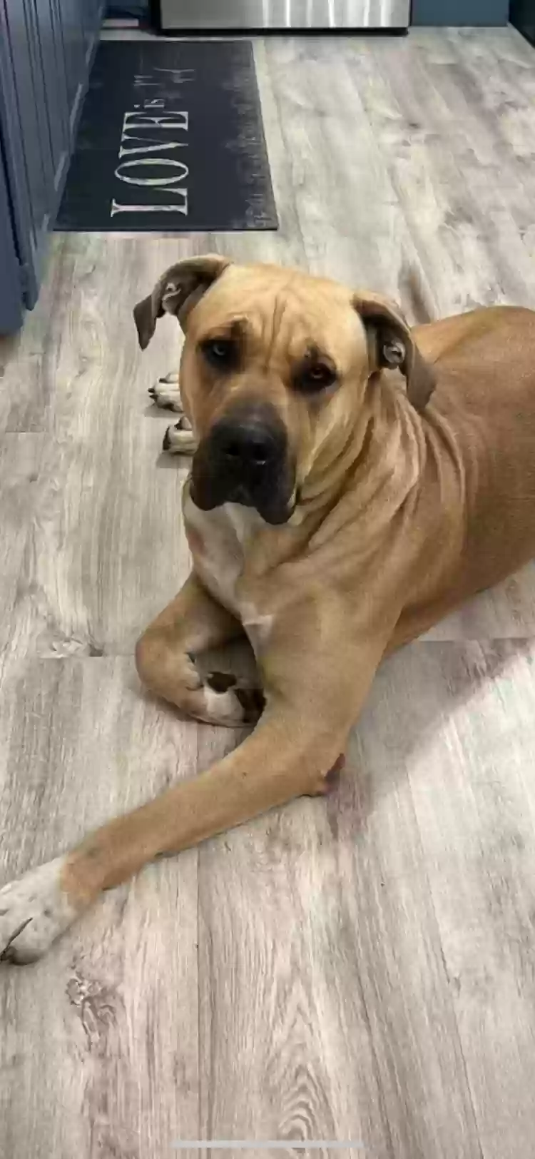 adoptable Dog in Middlebury,CT named Luna