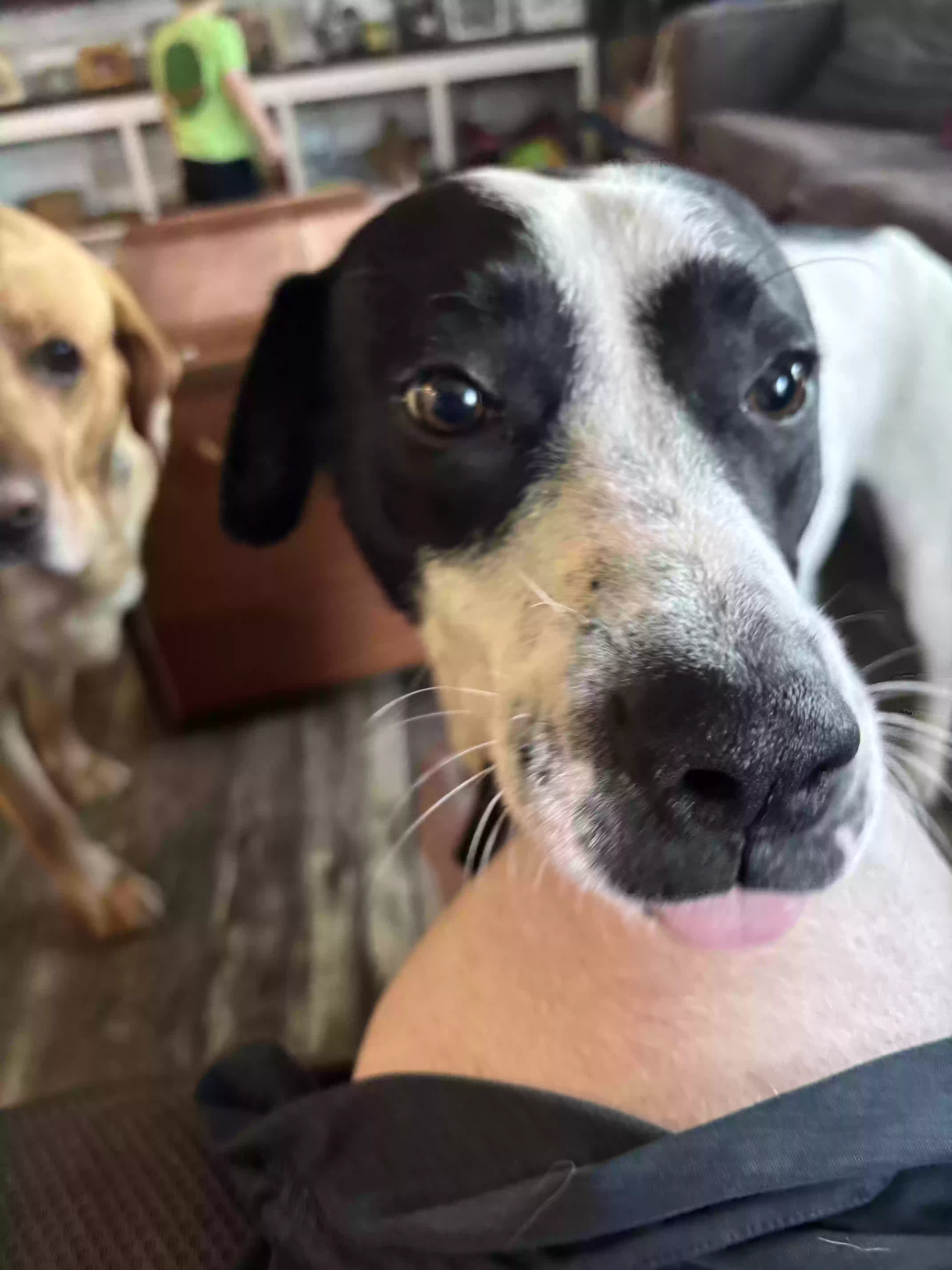 adoptable Dog in Springfield,SC named Bo