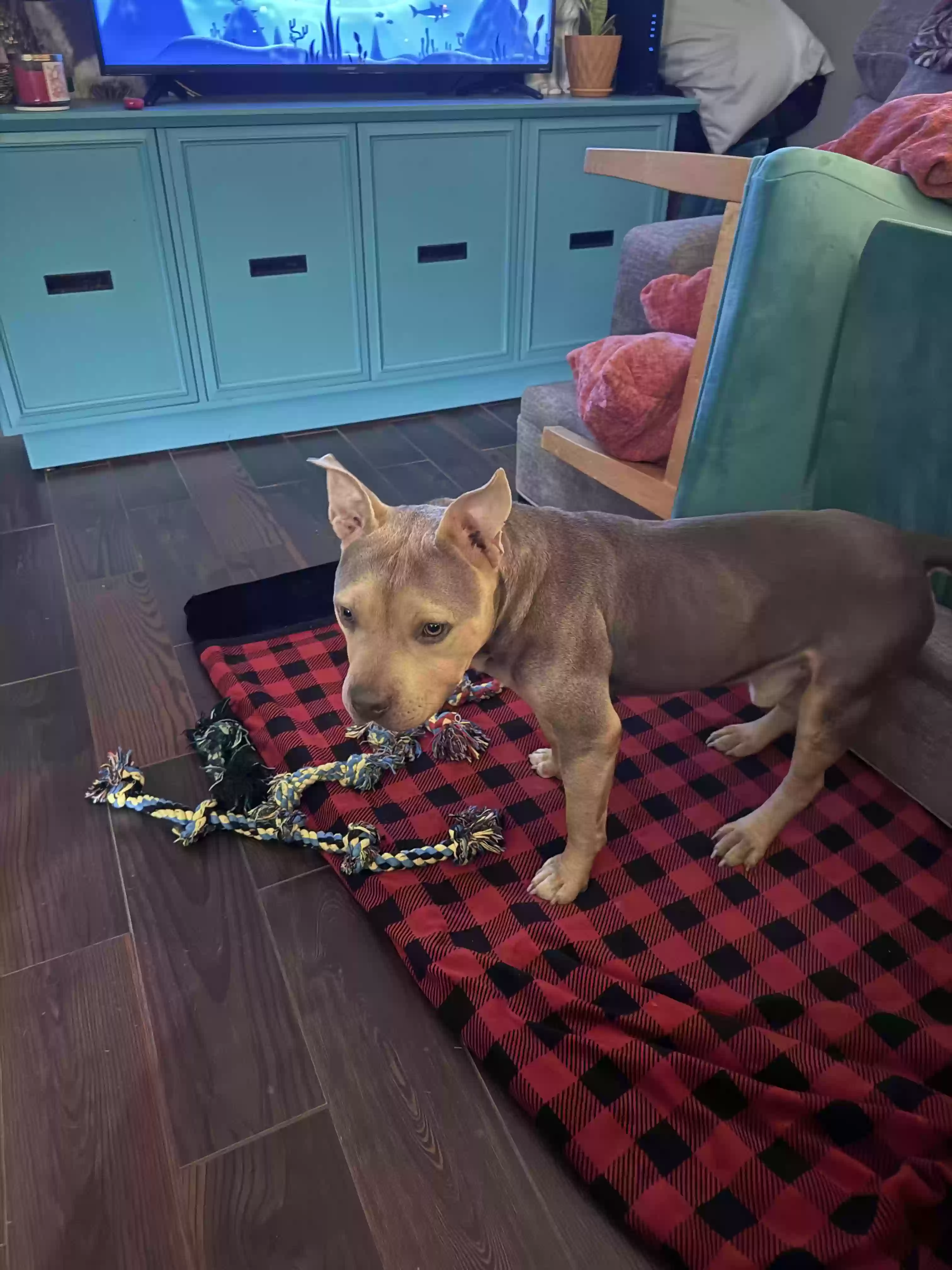 adoptable Dog in Panama City Beach,FL named N/A