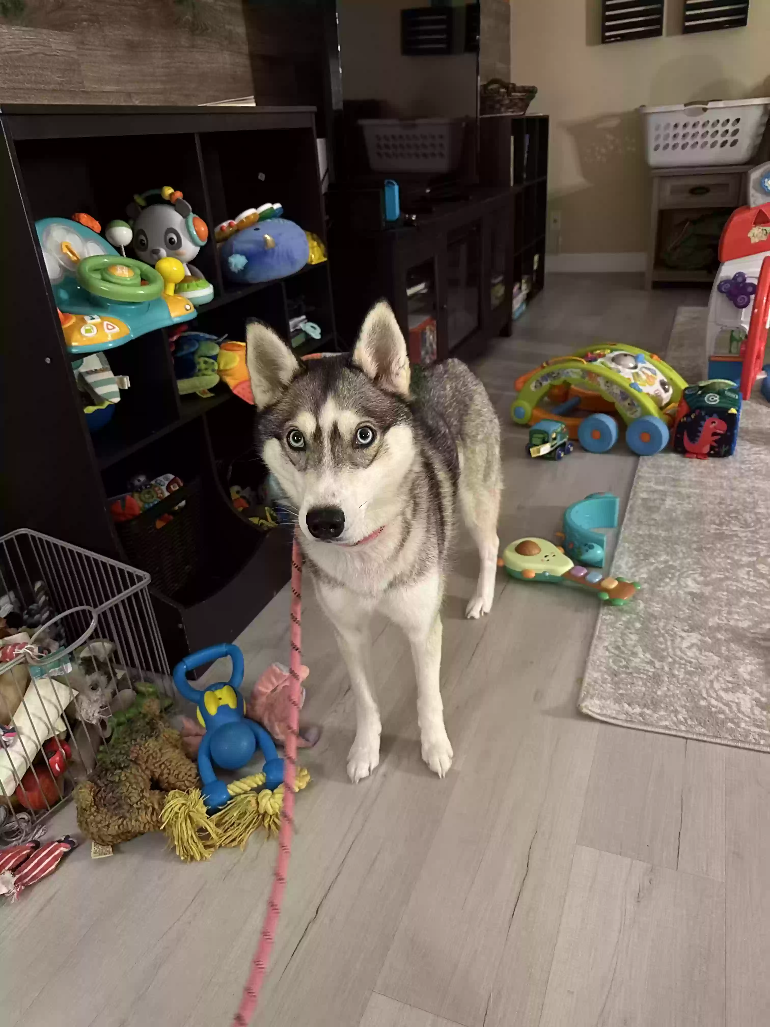 adoptable Dog in Allendale,MI named Hannah