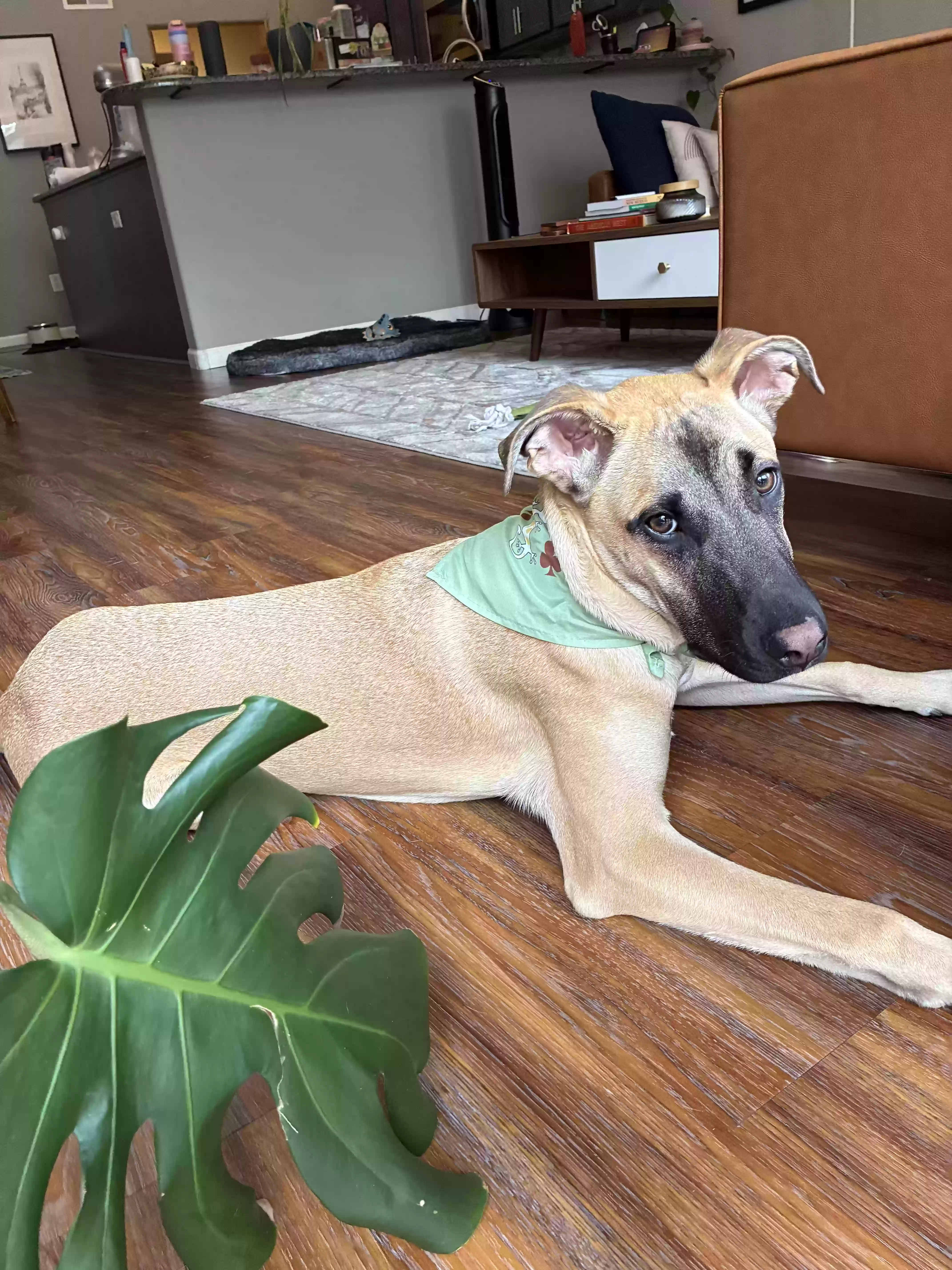 adoptable Dog in Albuquerque,NM named Charlie