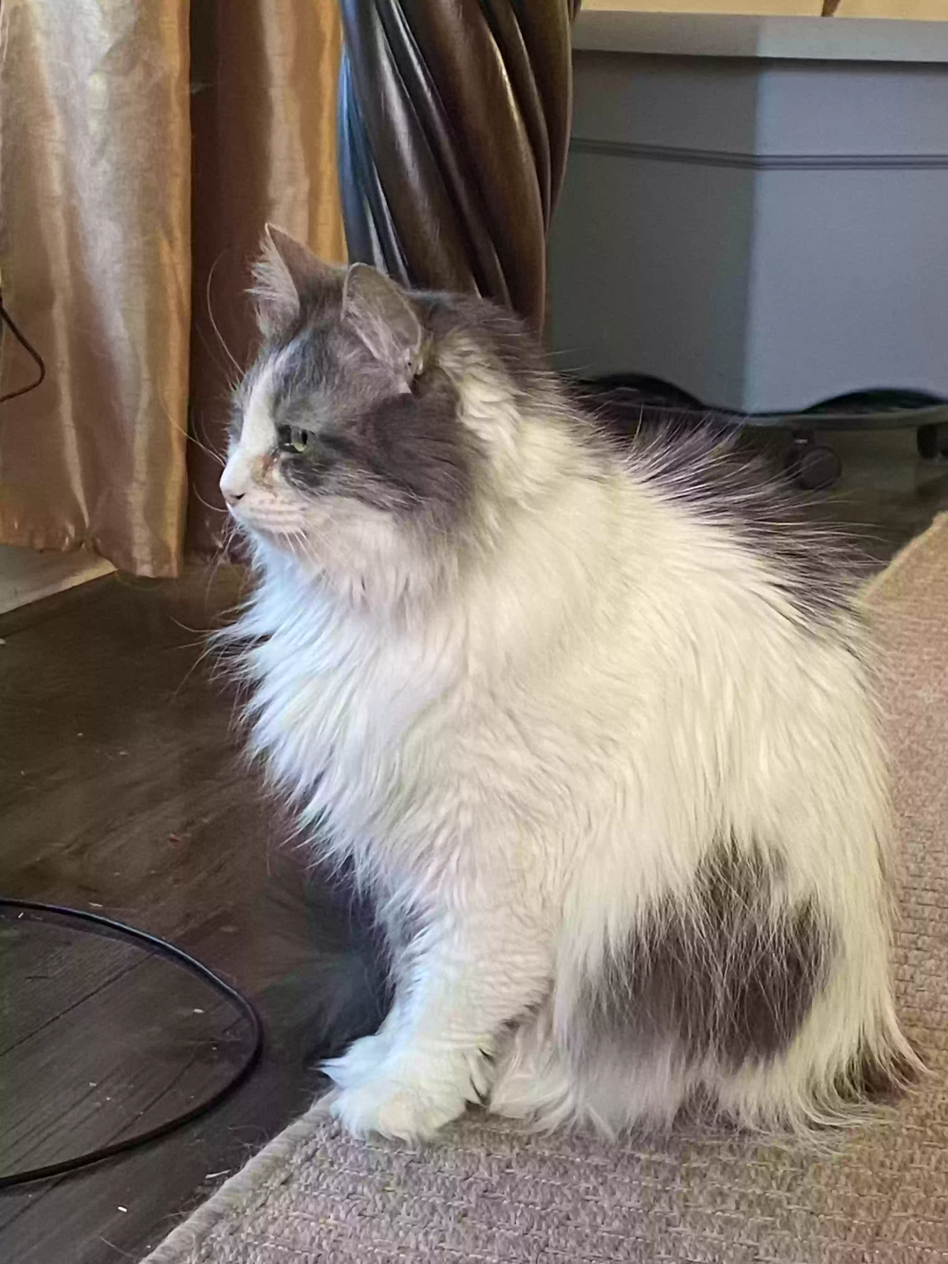adoptable Cat in Madison,AL named Angel