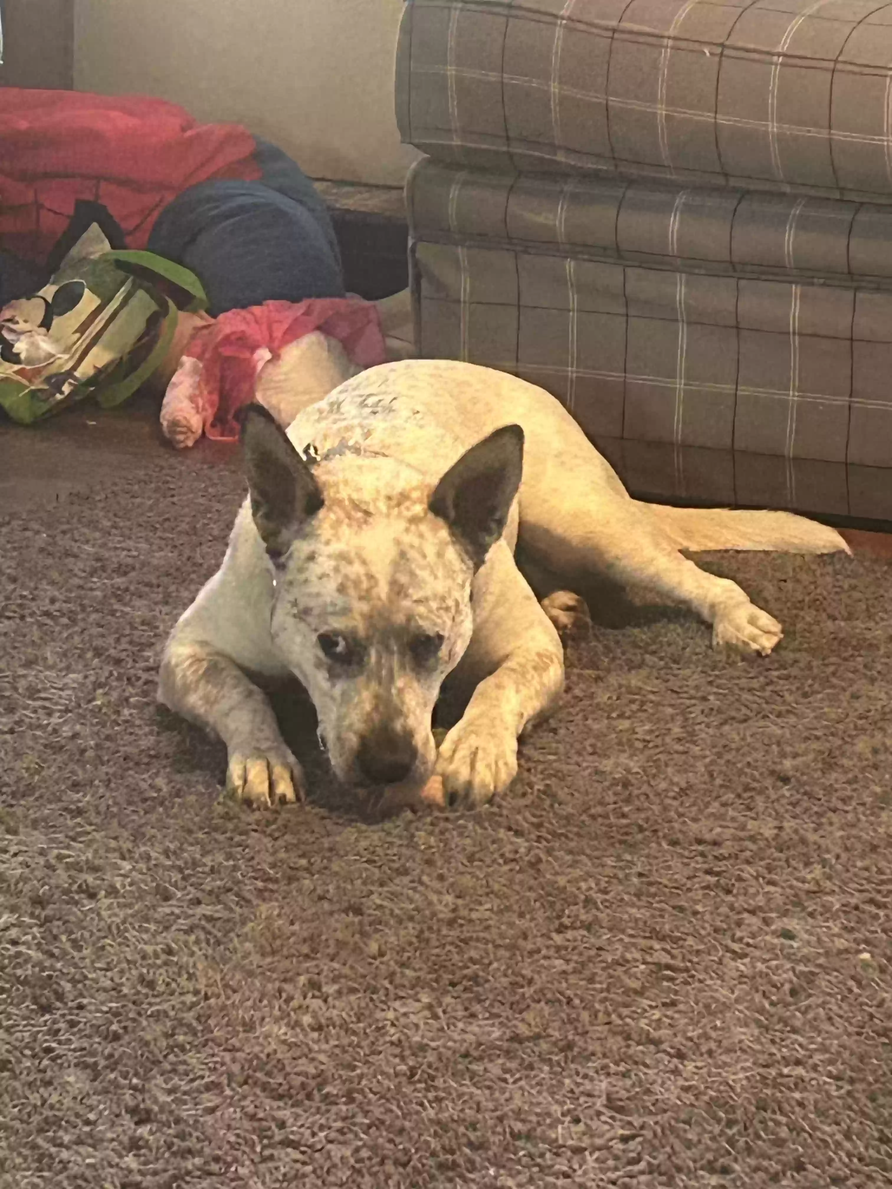 adoptable Dog in Carrollton,GA named