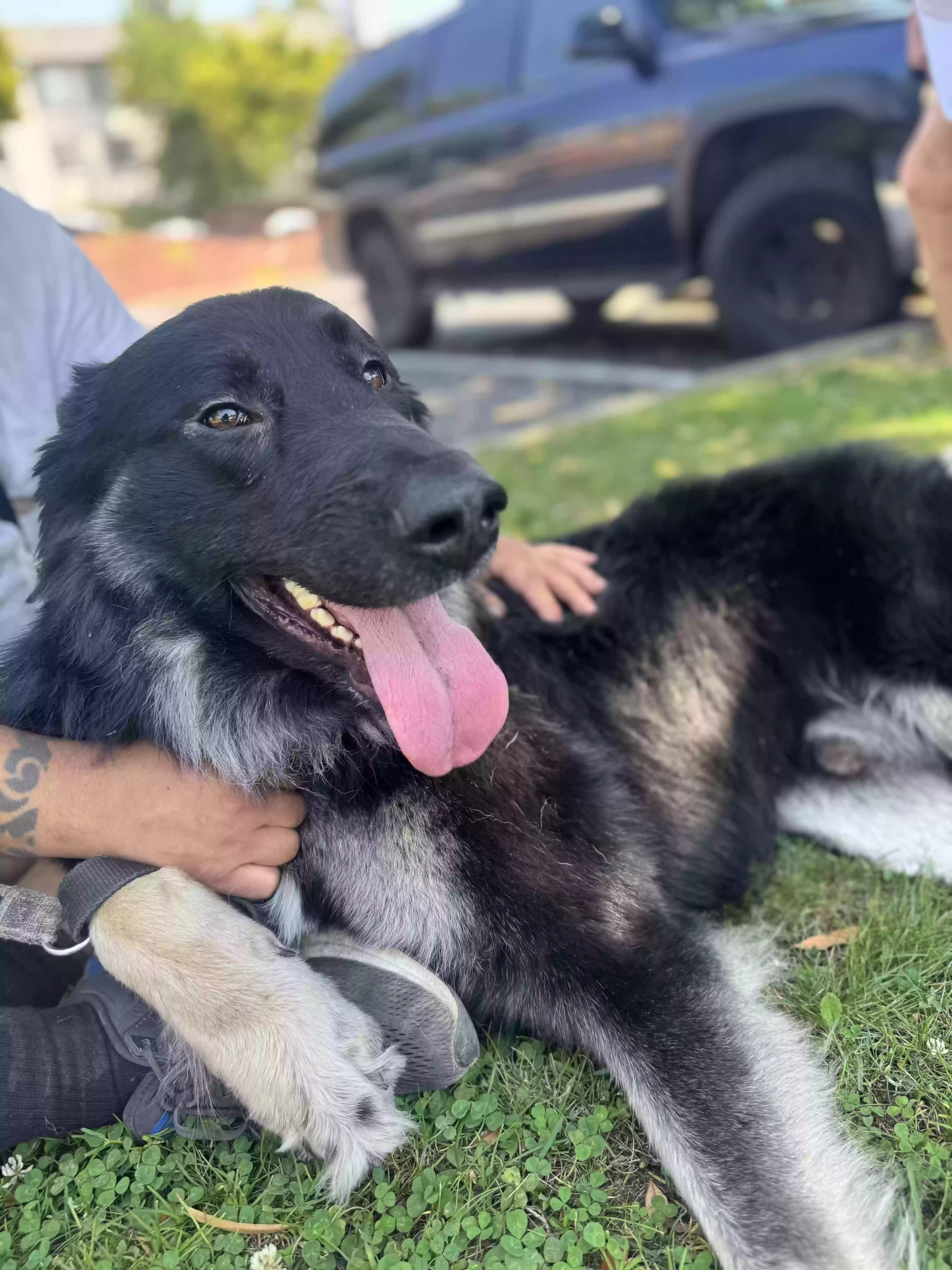 adoptable Dog in Hayward,CA named Scar