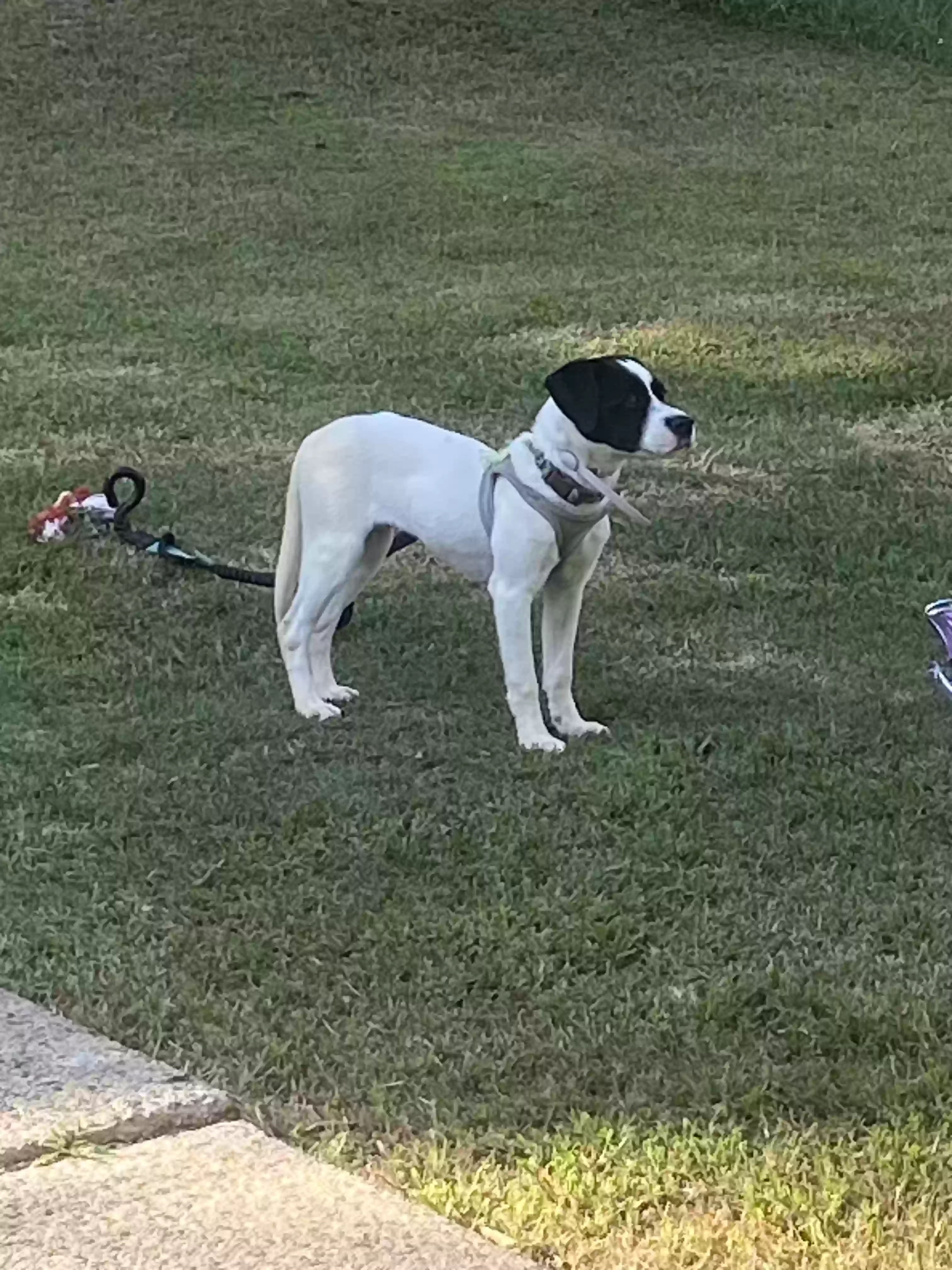 adoptable Dog in Auburn,GA named Chloe and Chandler