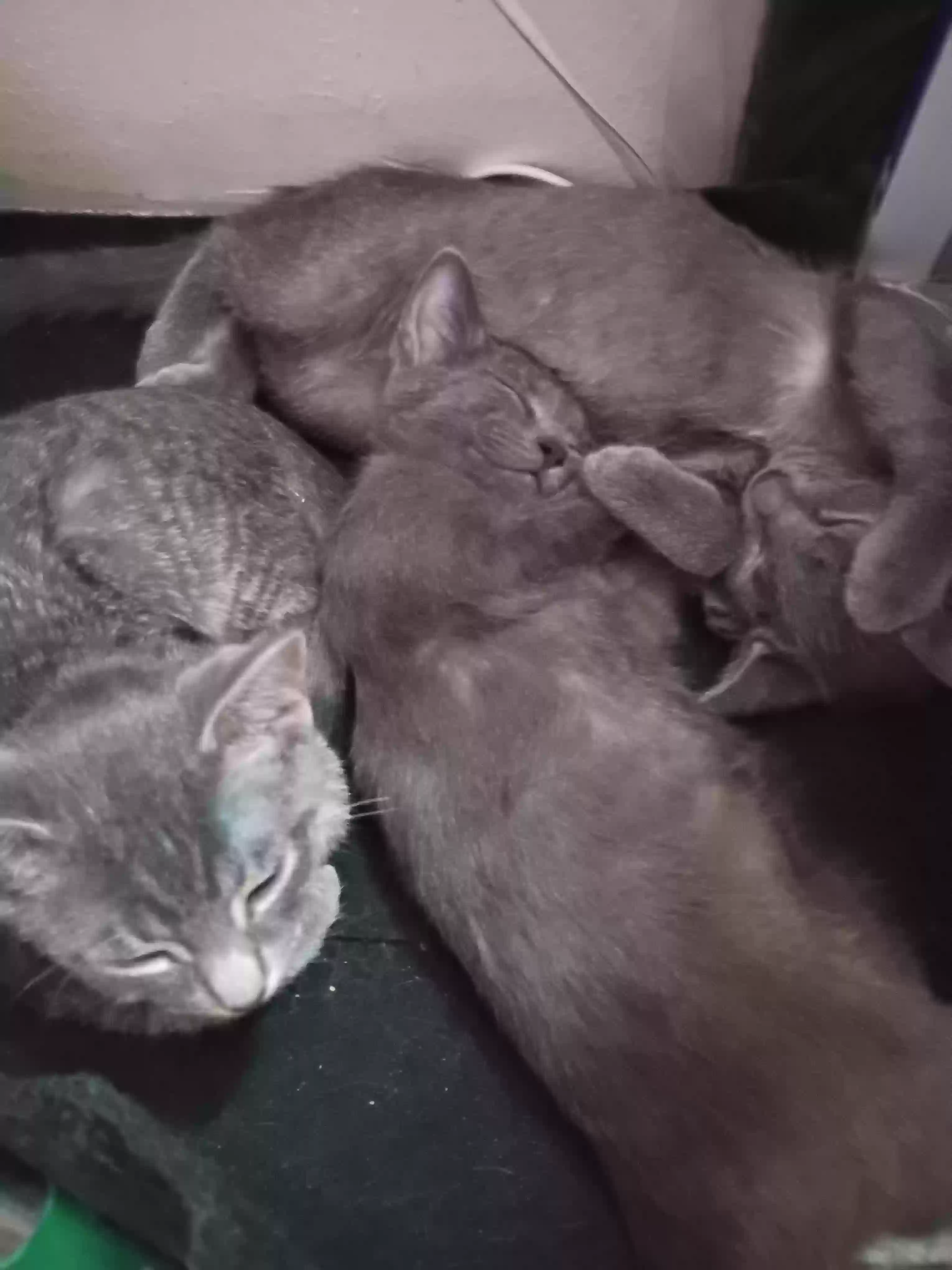 adoptable Cat in Nashville,MI named 4 kittens