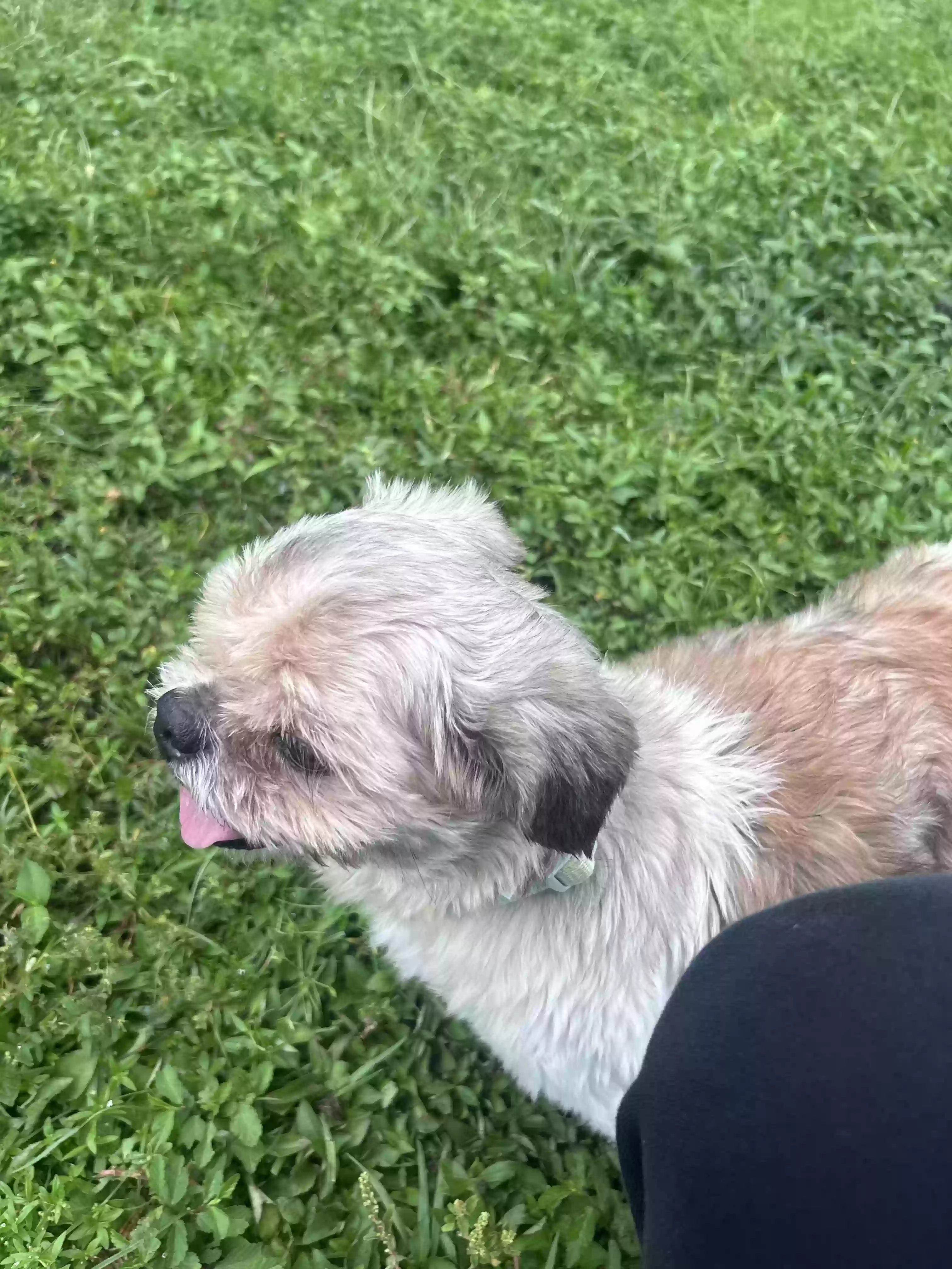 adoptable Dog in Sarasota,FL named Stone