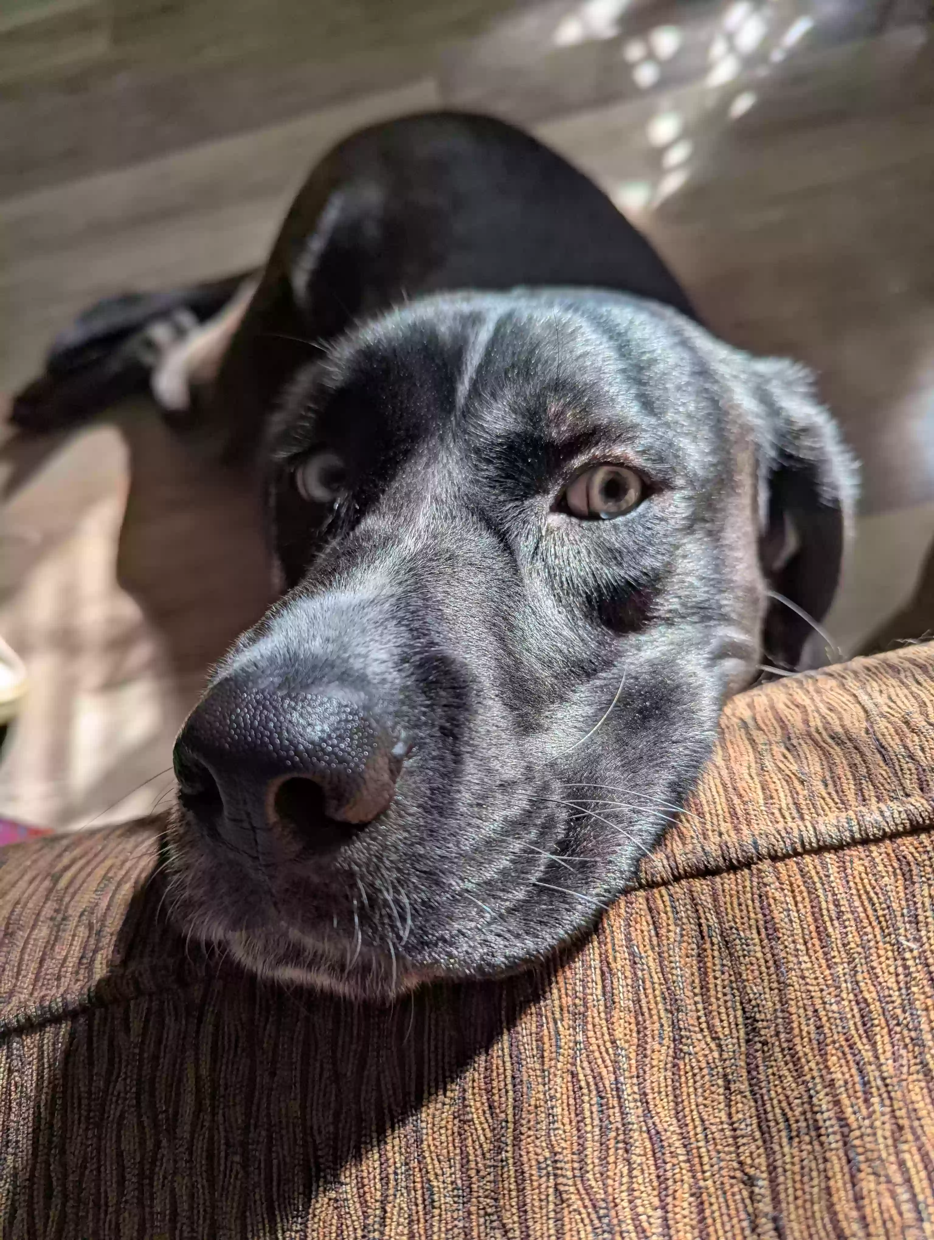 adoptable Dog in Lawrenceville,GA named Baloo