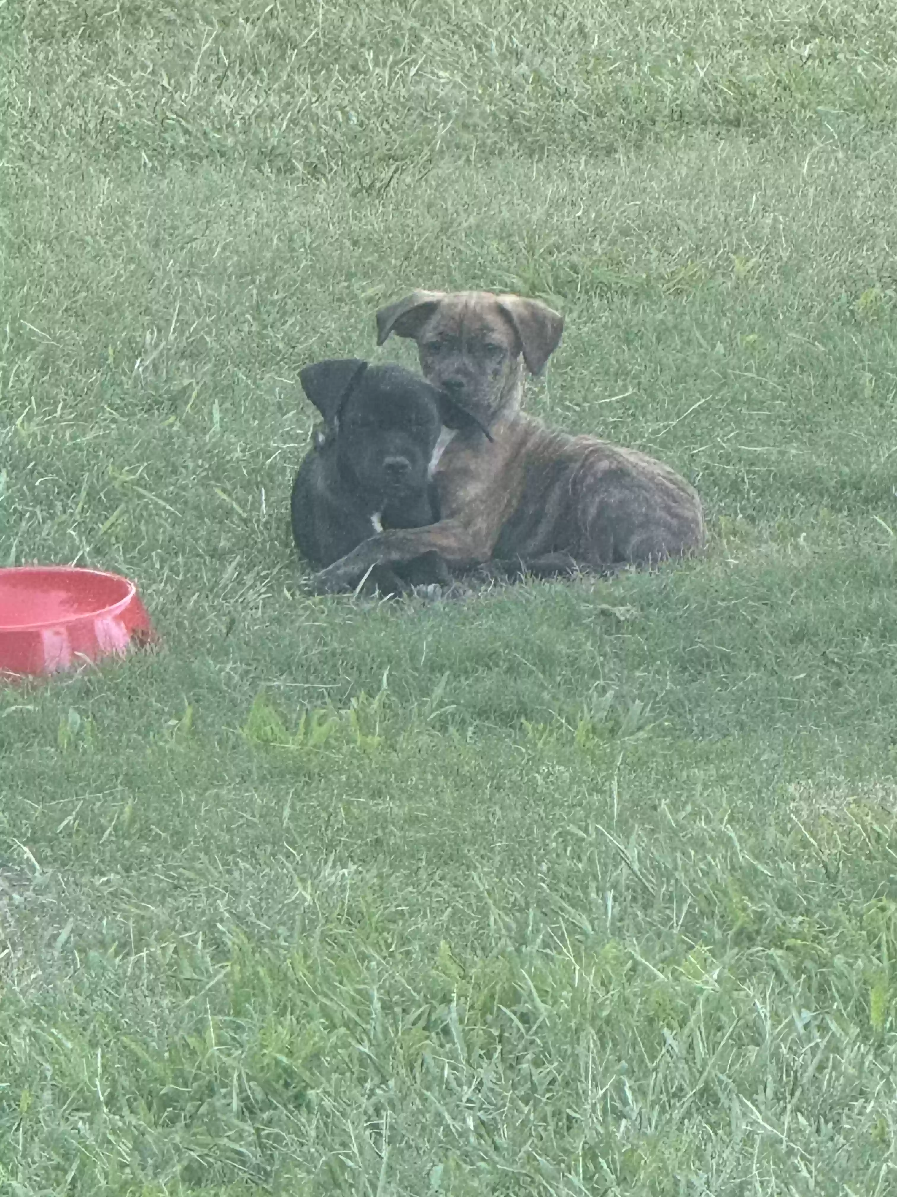 adoptable Dog in Griffin,GA named