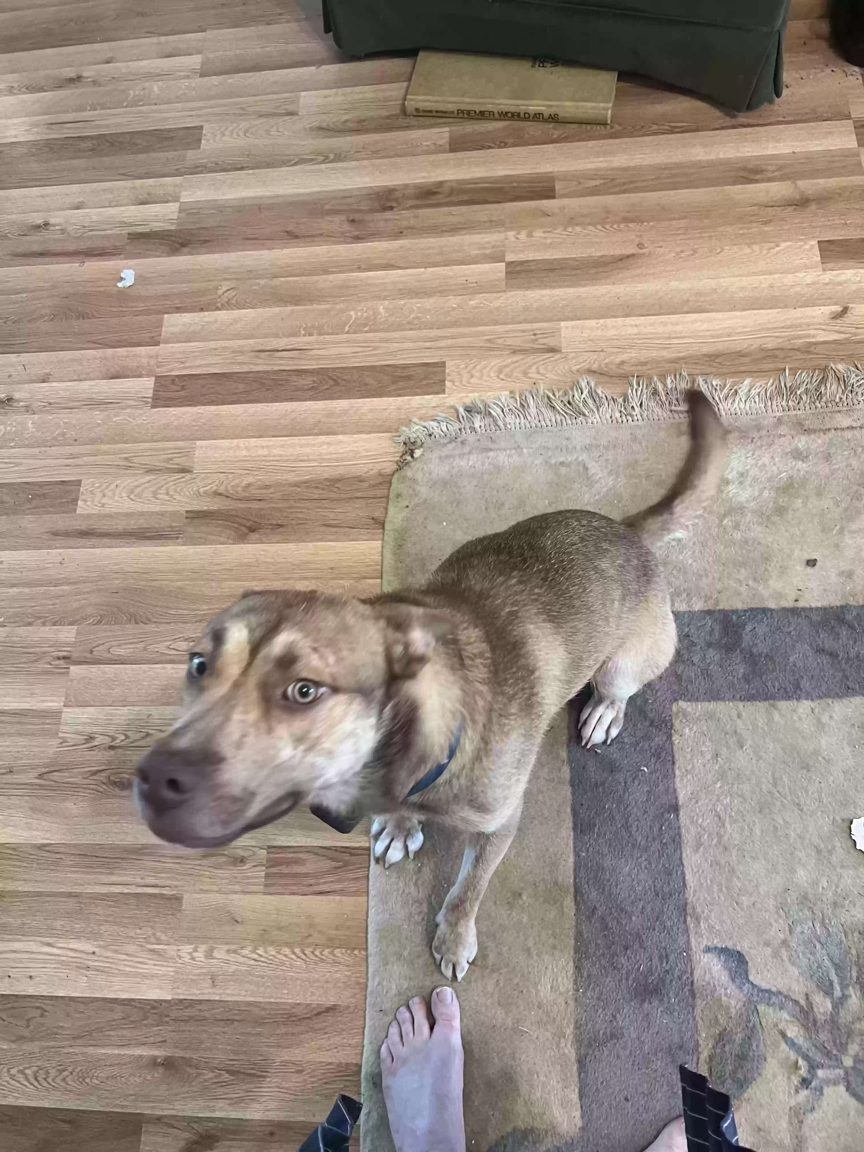 adoptable Dog in Madison,MS named Ranger