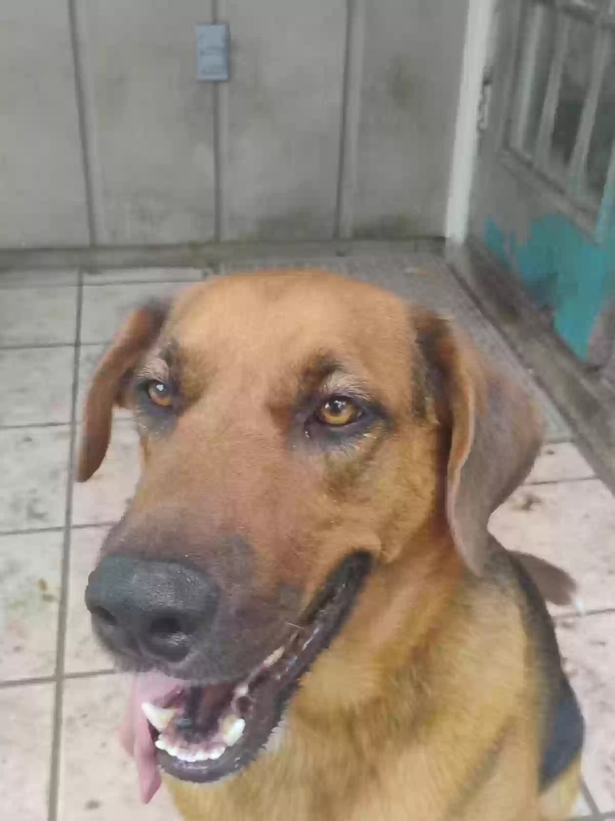 adoptable Dog in San Antonio,TX named Cody William