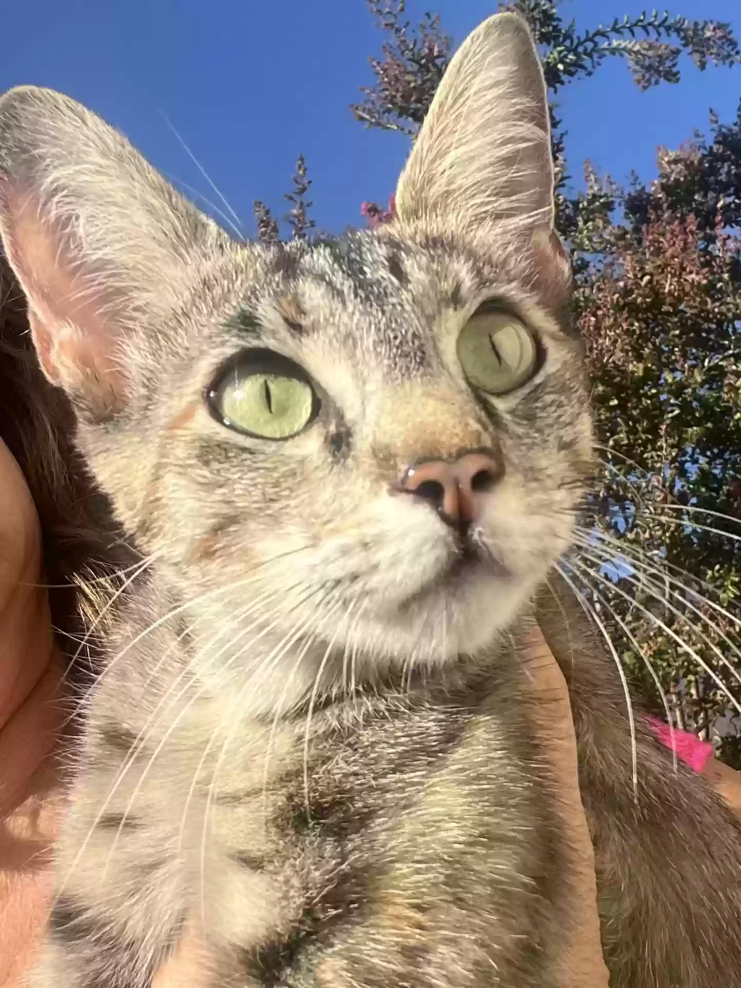 adoptable Cat in La Verne,CA named Jade