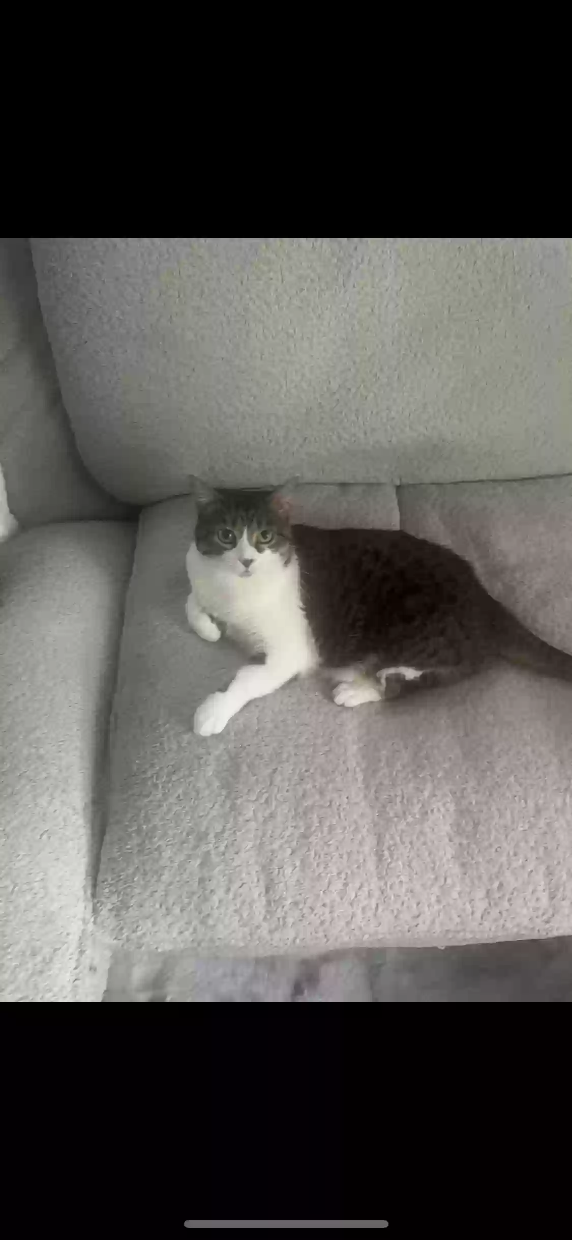 adoptable Cat in Royal Oak,MI named Lexi