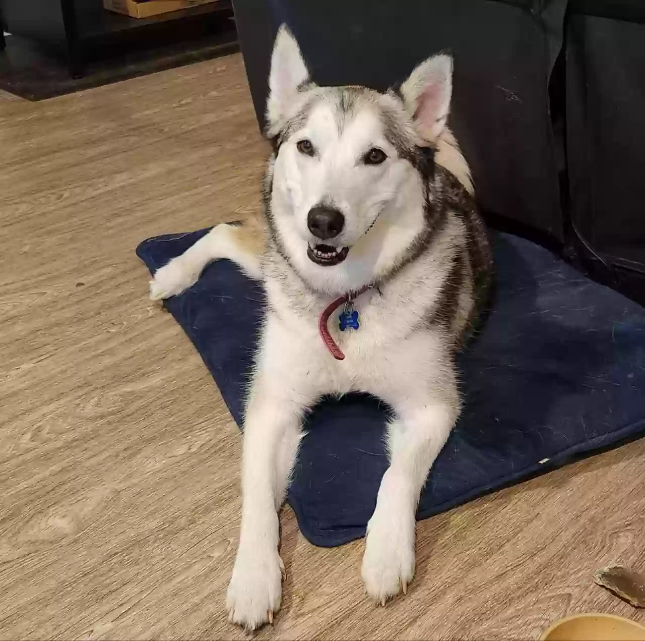 adoptable Dog in Highland,IL named Luna