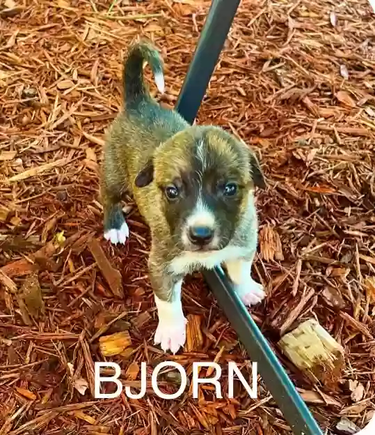 adoptable Dog in Little Rock,AR named 