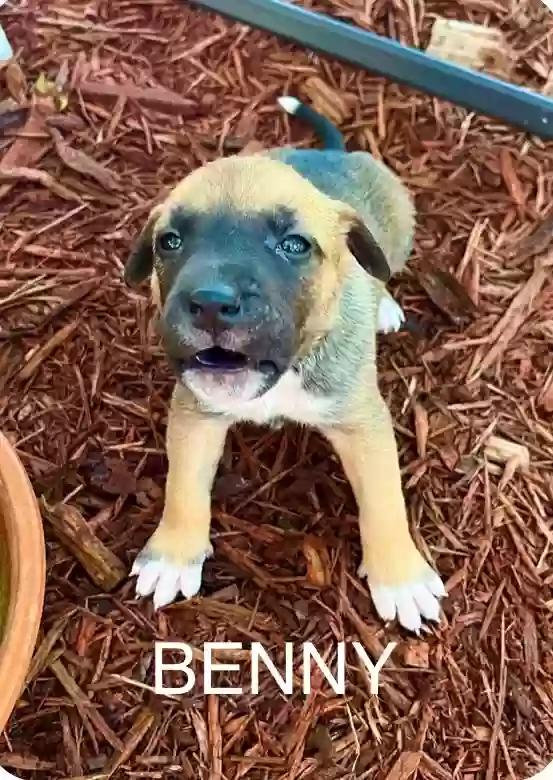adoptable Dog in Little Rock,AR named Benny