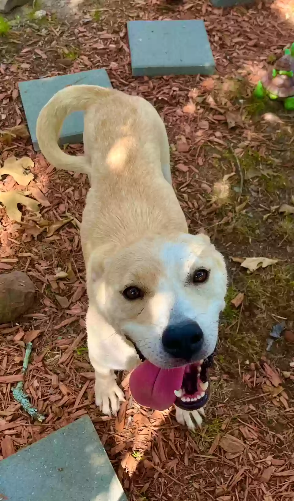 adoptable Dog in Little Rock,AR named Mia