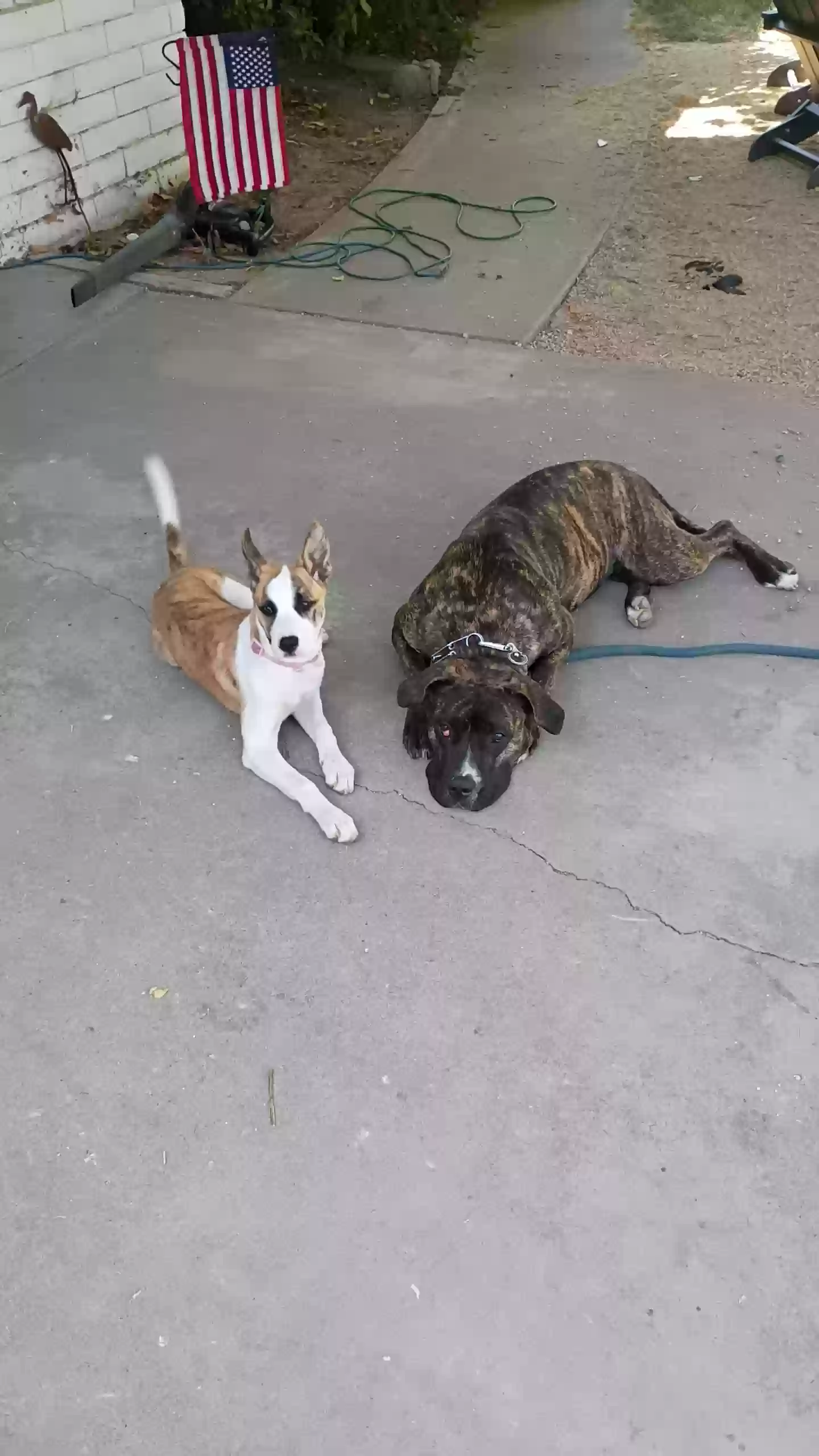 adoptable Dog in Modesto,CA named Blue/Corona