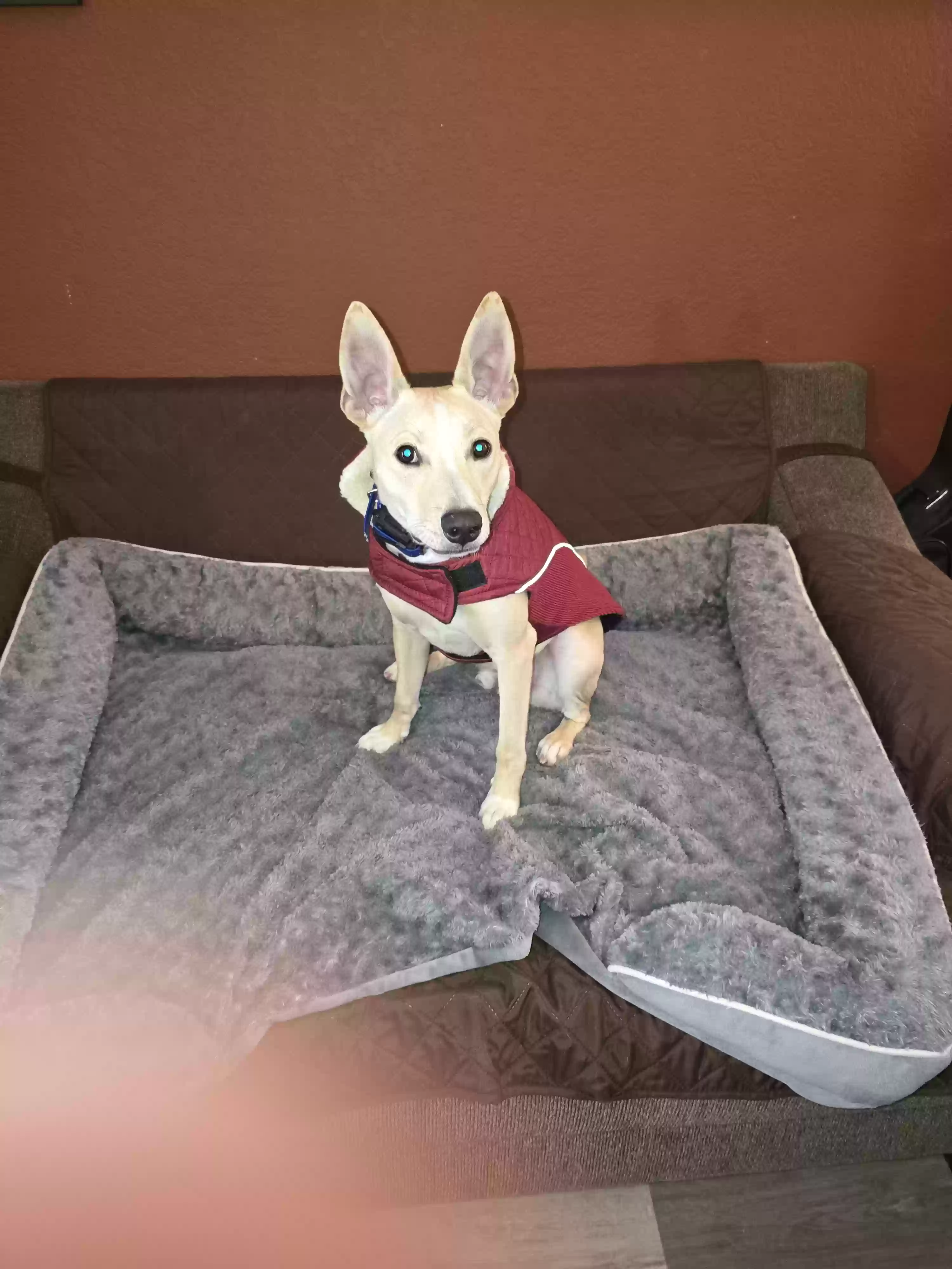 adoptable Dog in Moreno Valley,CA named Albus