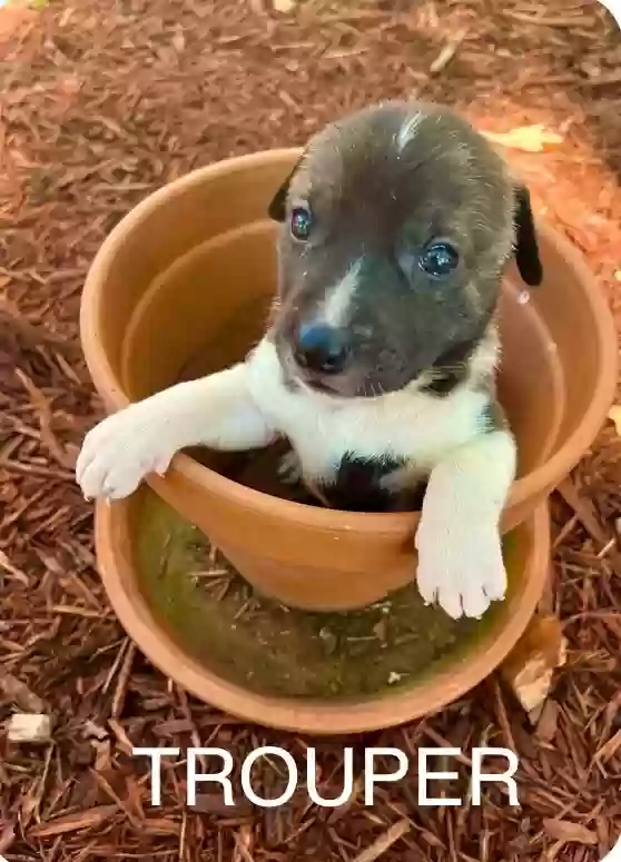 adoptable Dog in Little Rock,AR named Trouper