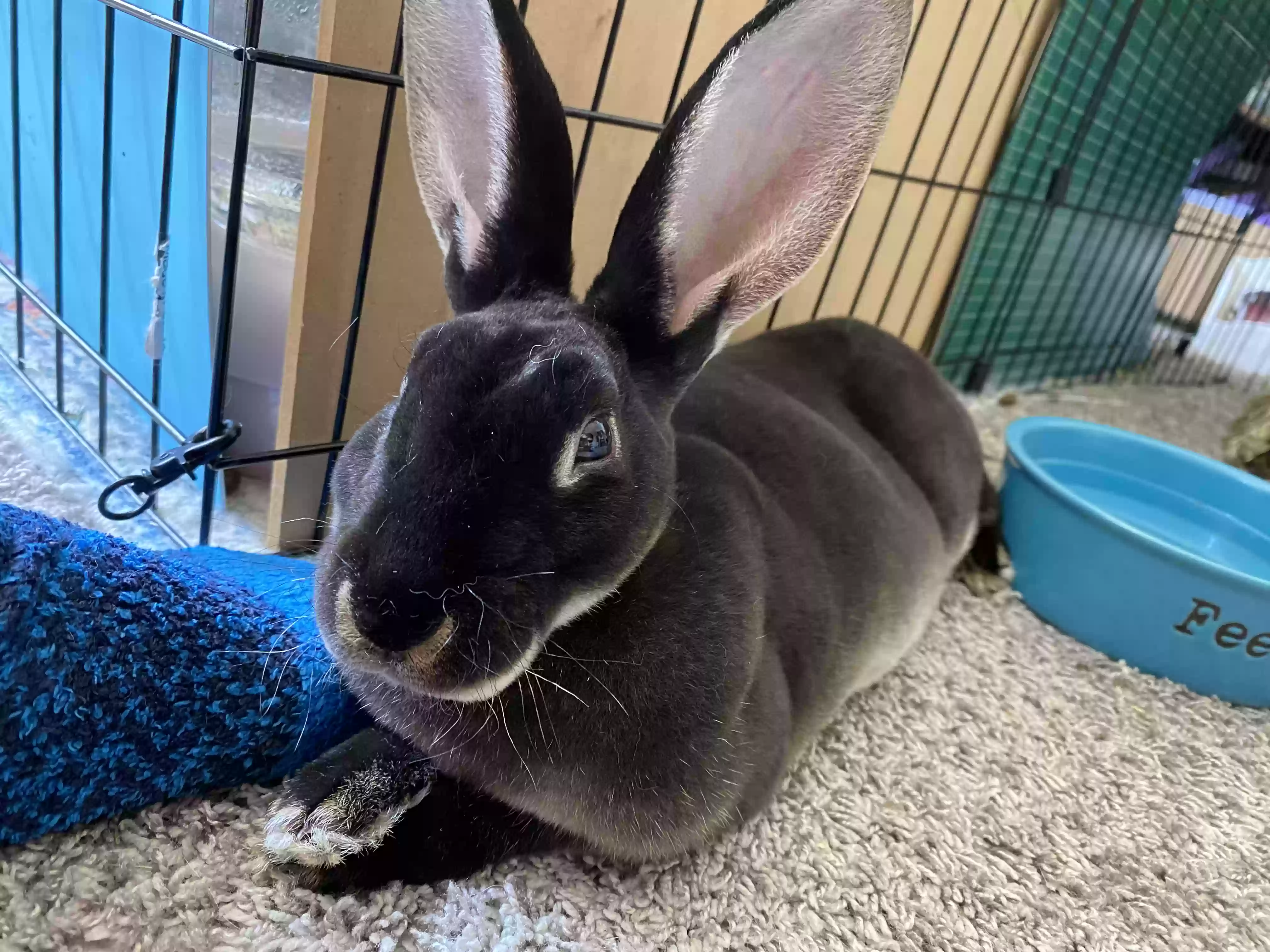 adoptable in Lakewood,CA named