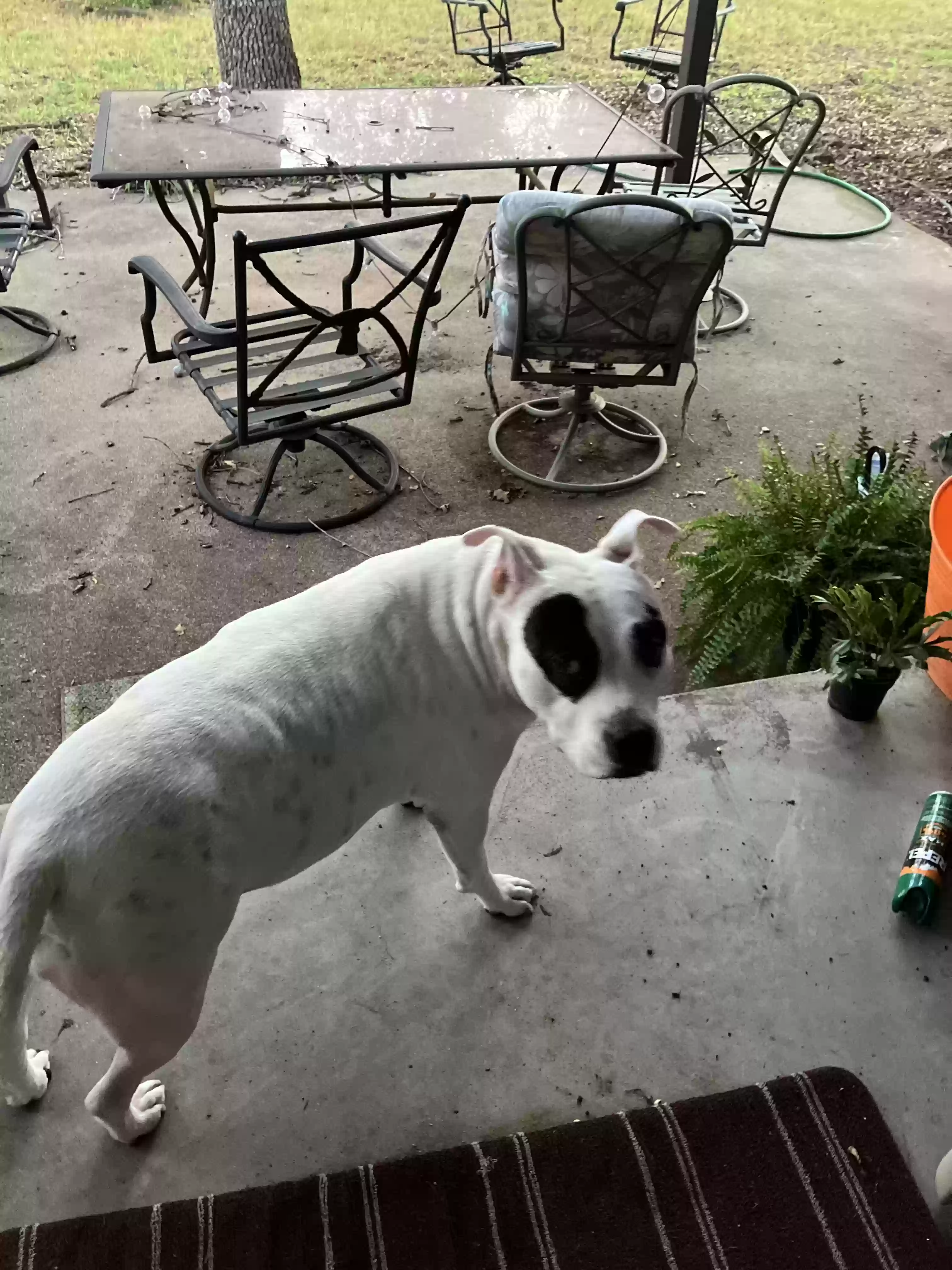 adoptable Dog in Mineral Wells,TX named Dorothy
