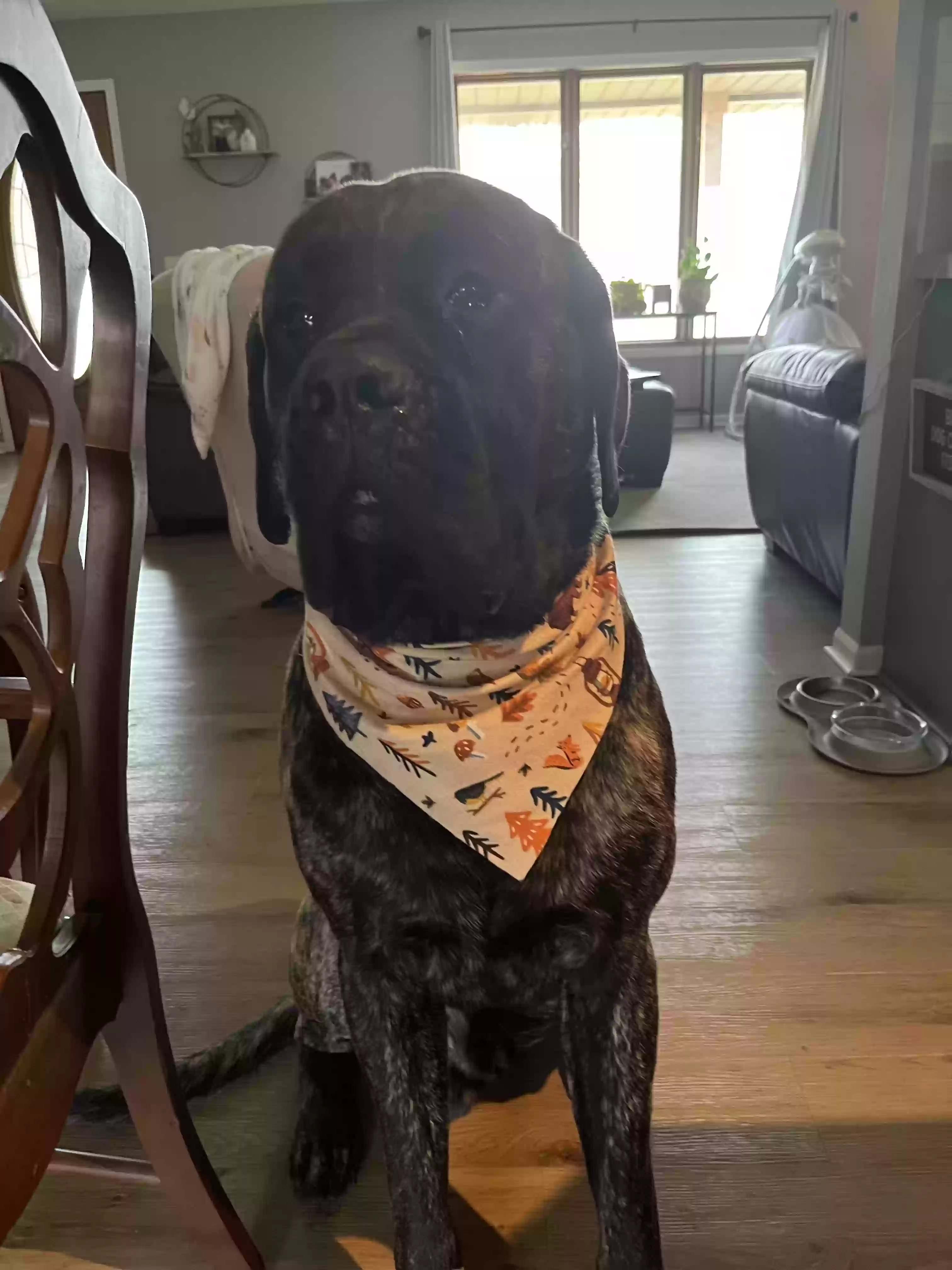 adoptable Dog in Holland,MI named Sumo