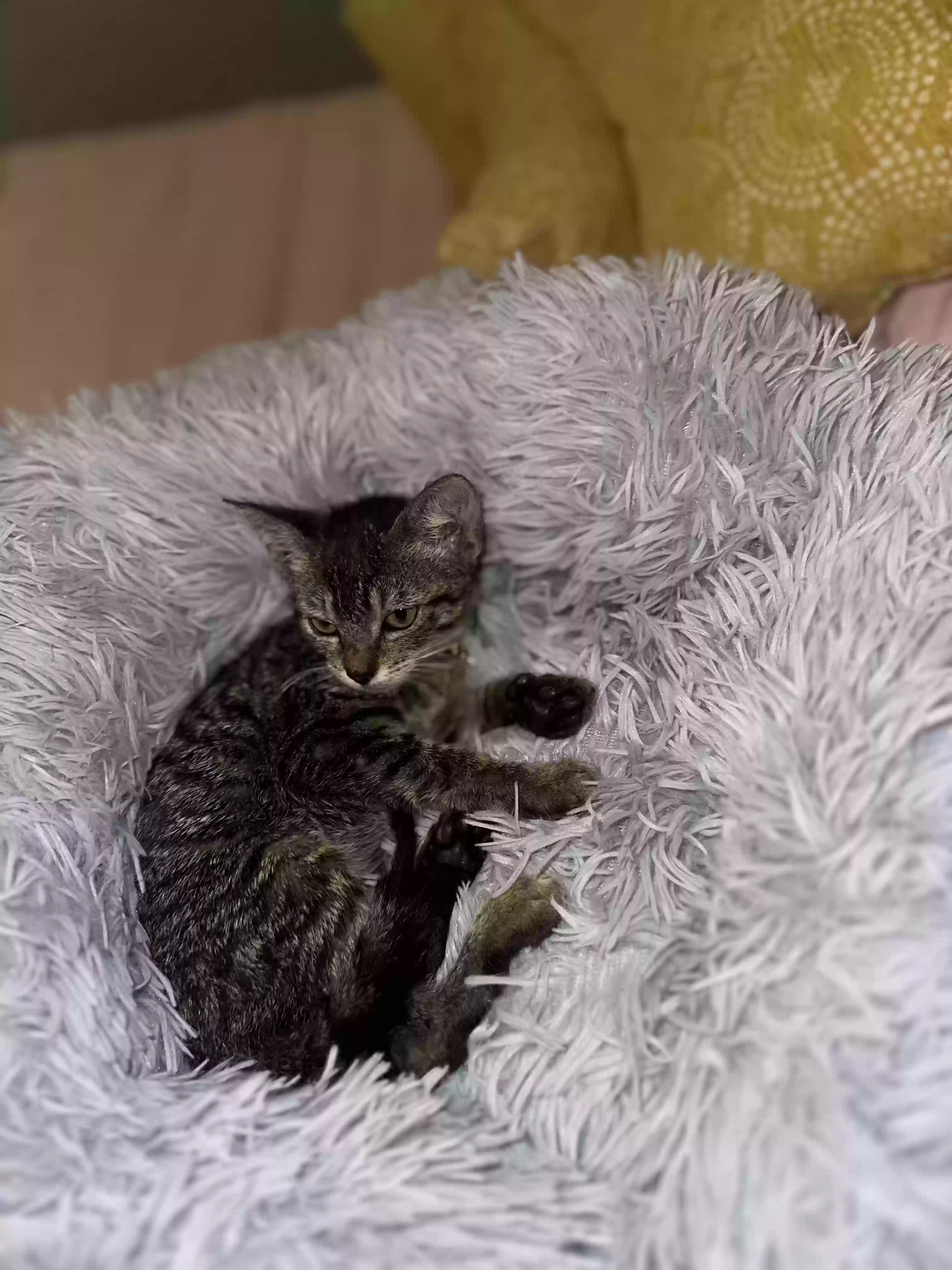 adoptable Cat in Lawrenceville,GA named N/a