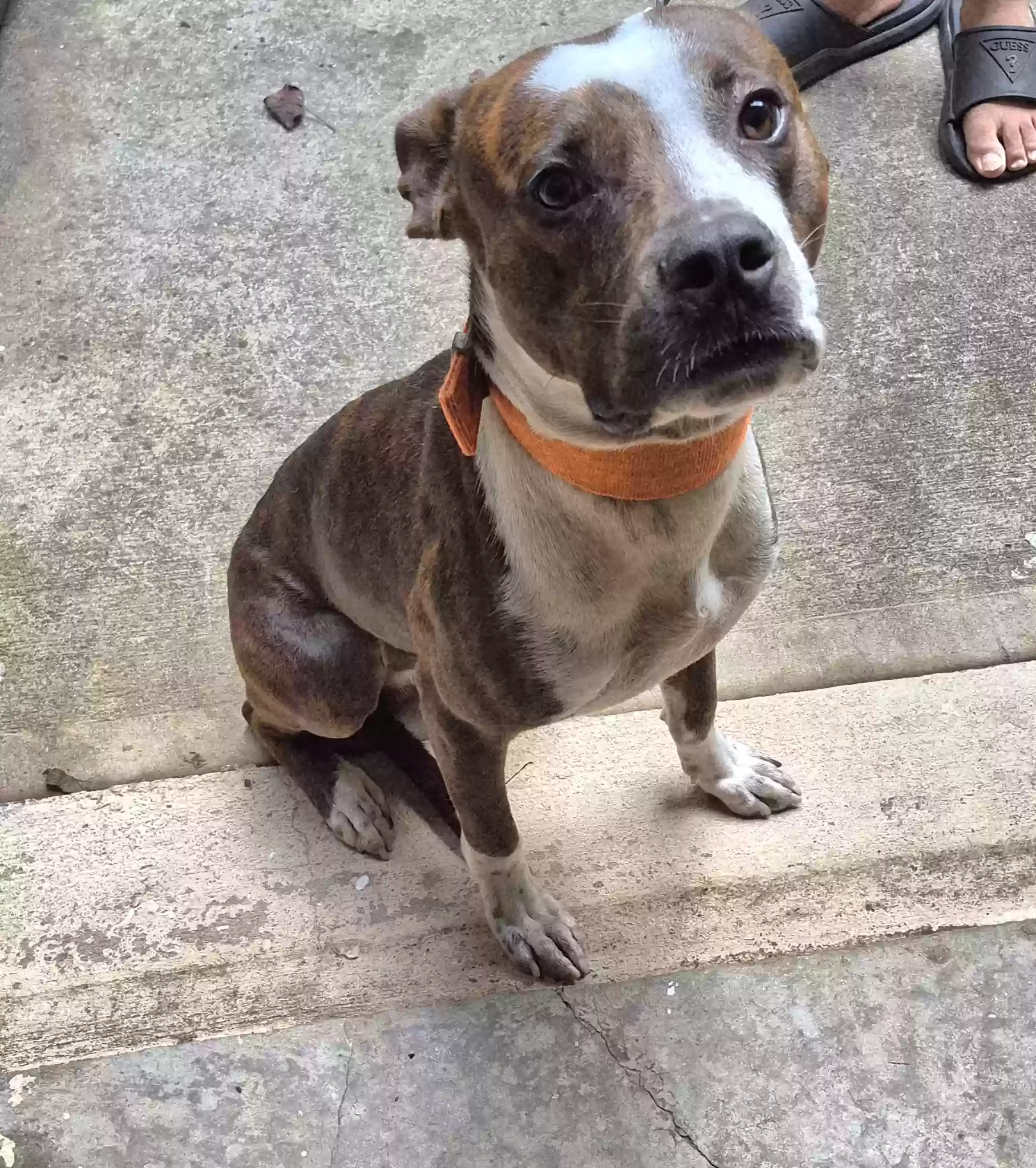 adoptable Dog in Grayson,GA named Mau'ze