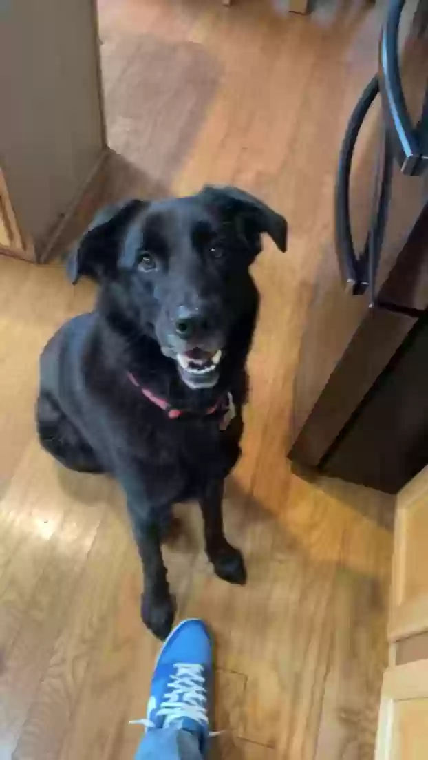 adoptable Dog in Lawrenceville,GA named Otis