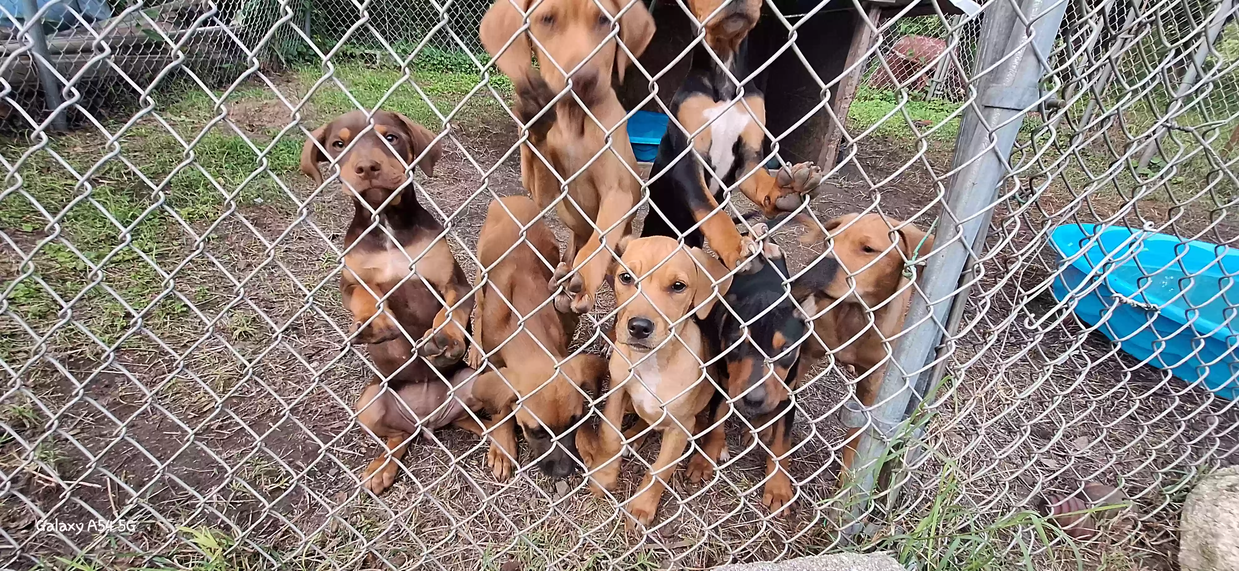 adoptable Dog in Pinson,AL named