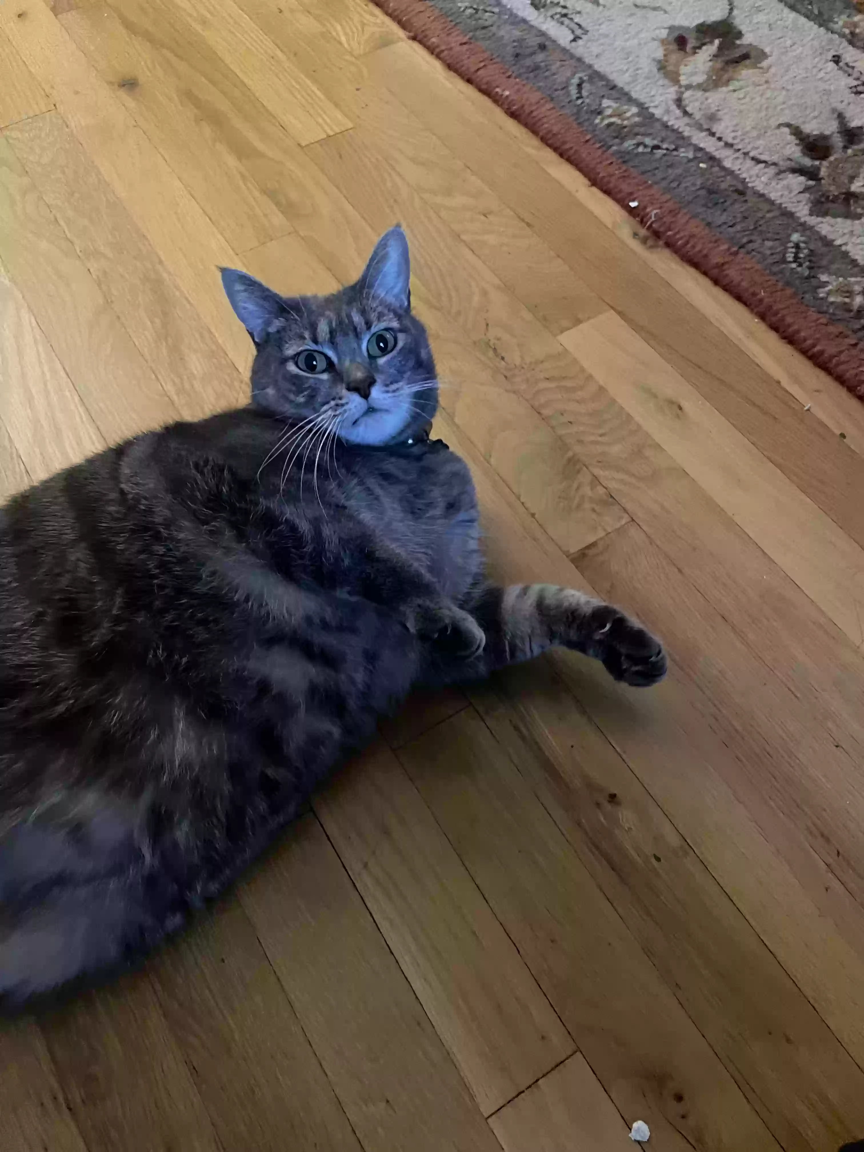 adoptable Cat in Brooklyn,NY named Dopey