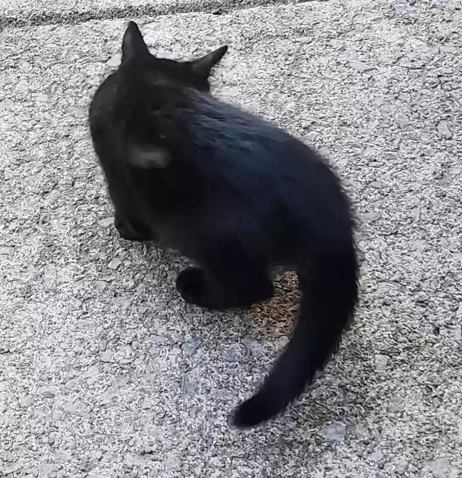 adoptable Cat in Hermitage,PA named NO Name Female