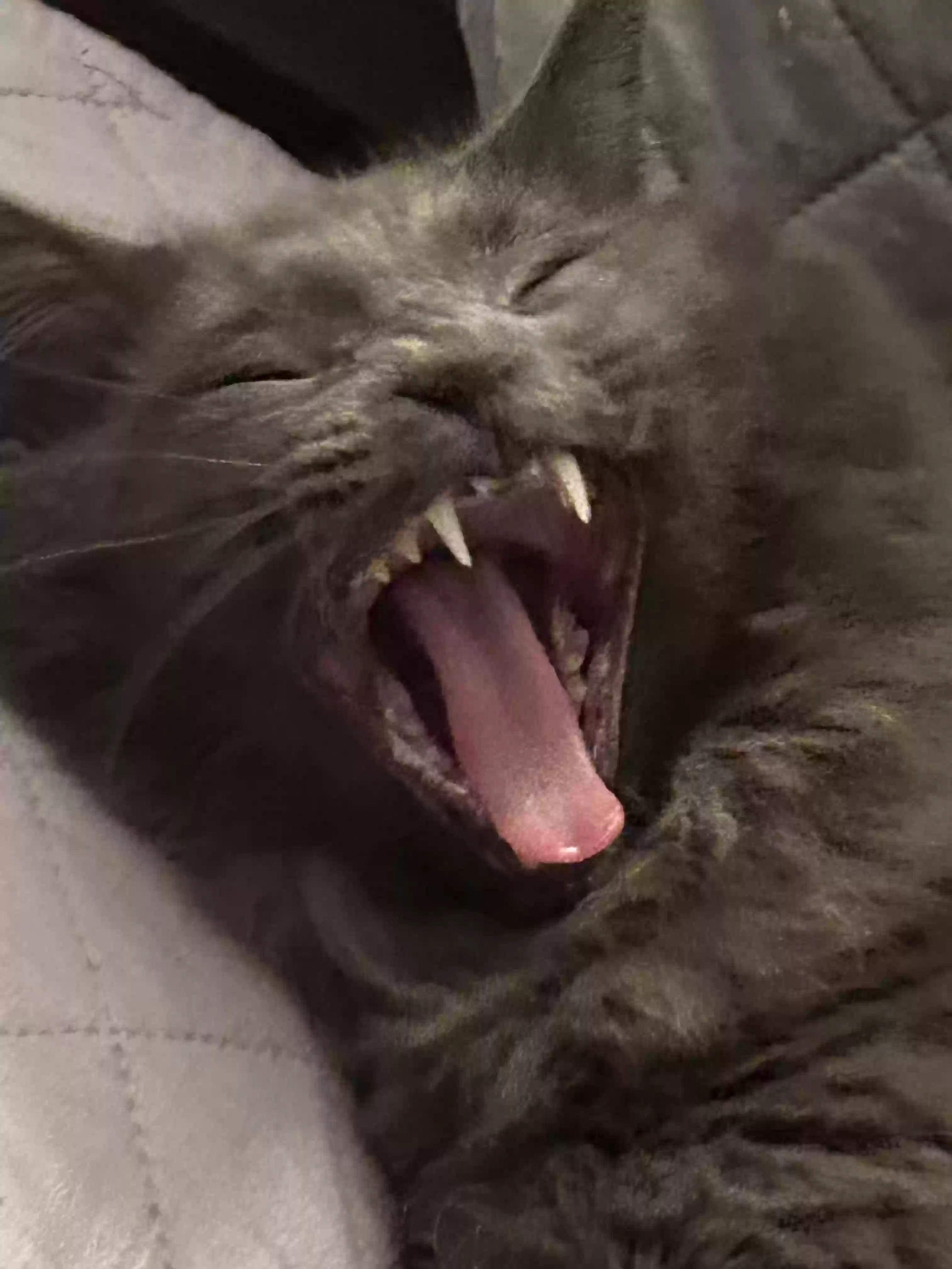 adoptable Cat in North Pole,AK named Malcolm