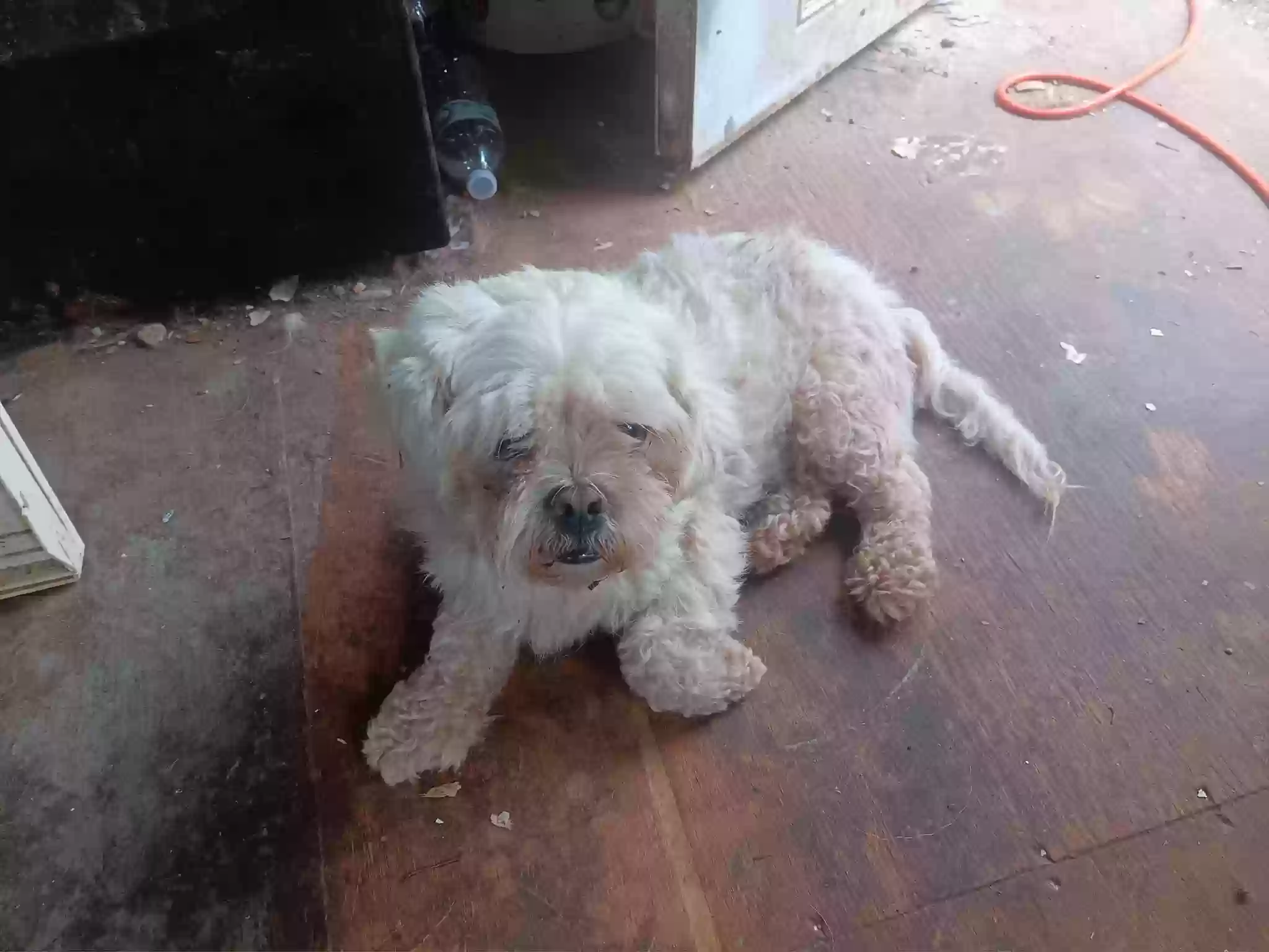adoptable Dog in Siloam Springs,AR named jack