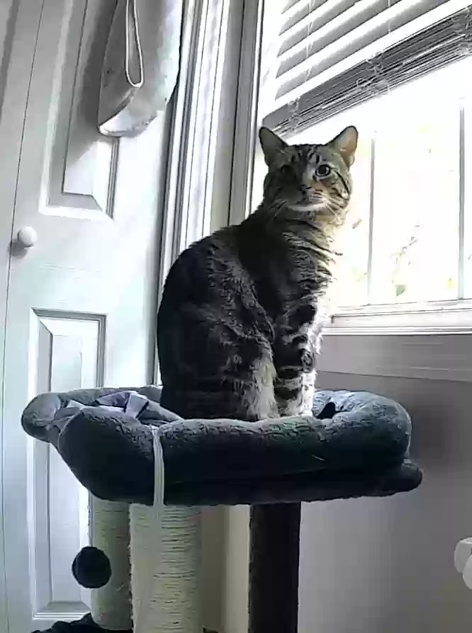 adoptable Cat in Acworth,GA named Henry